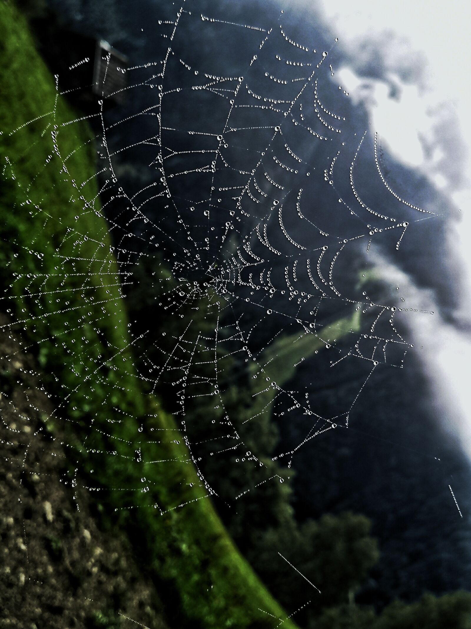 HUAWEI CLT-L29 sample photo. Cobweb, rain, forest photography
