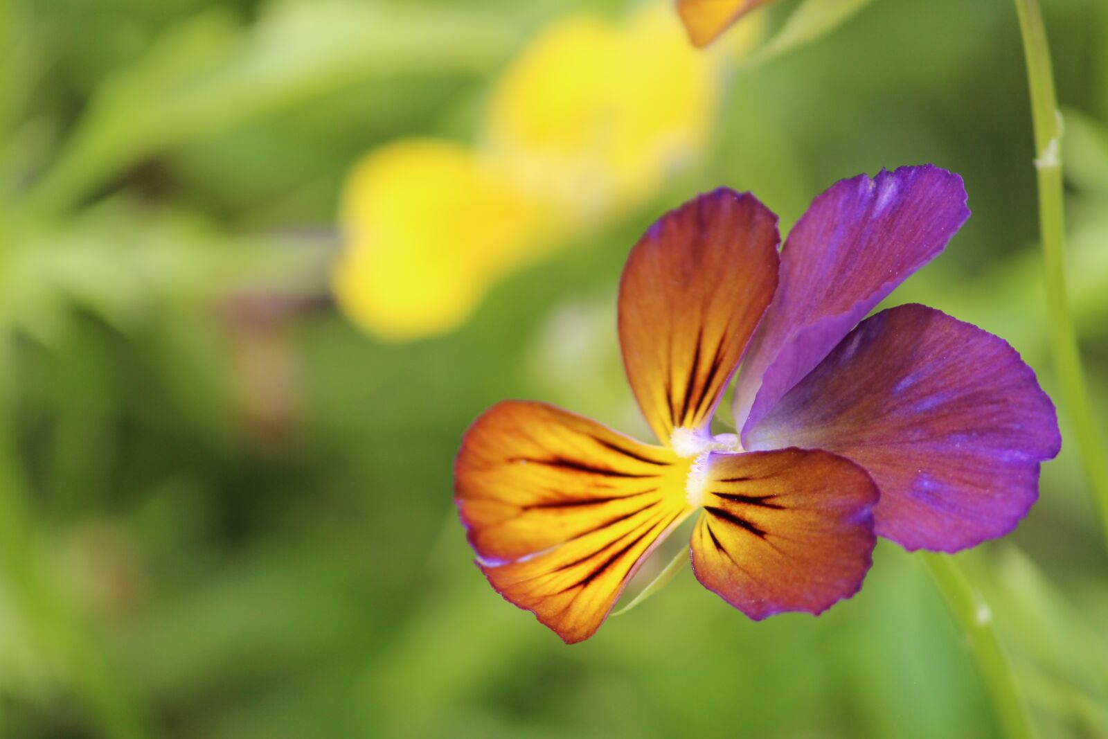 Canon EOS 1200D (EOS Rebel T5 / EOS Kiss X70 / EOS Hi) sample photo. Flower, nature, macro photography