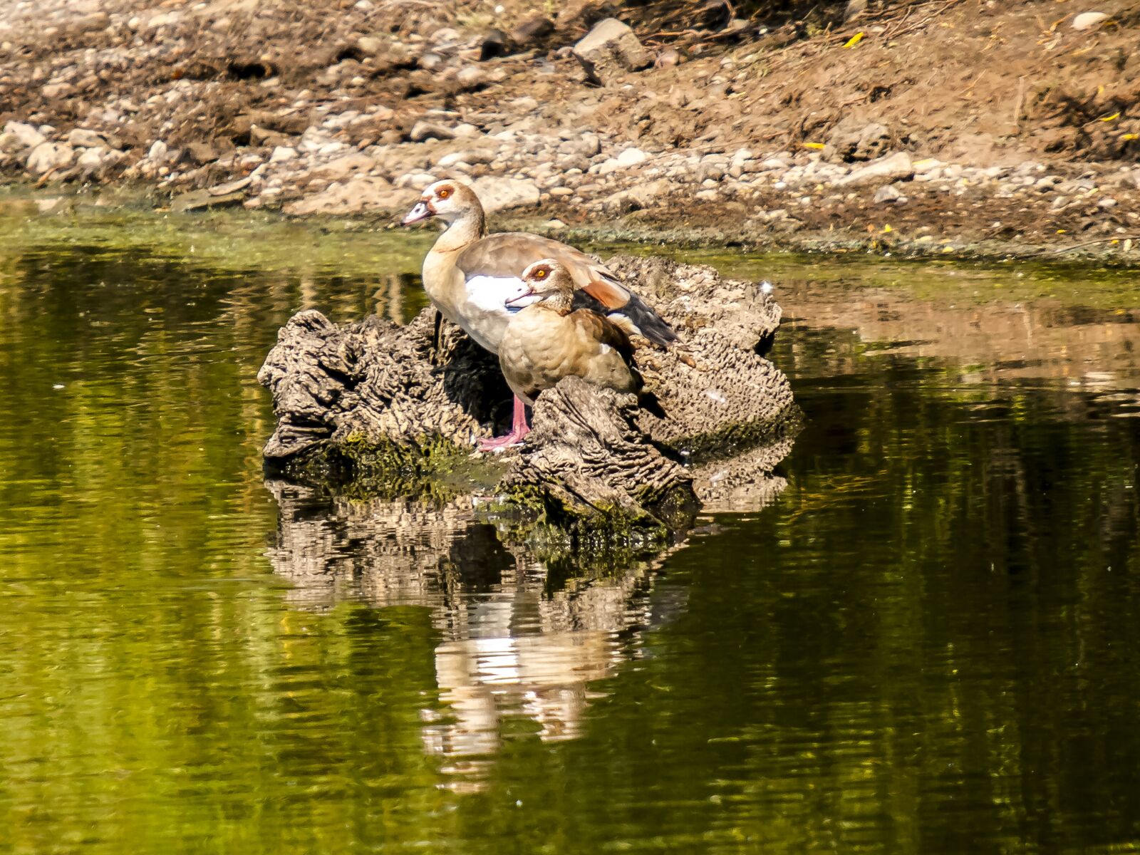 Olympus E-3 sample photo. Nilgans, goose, bird photography