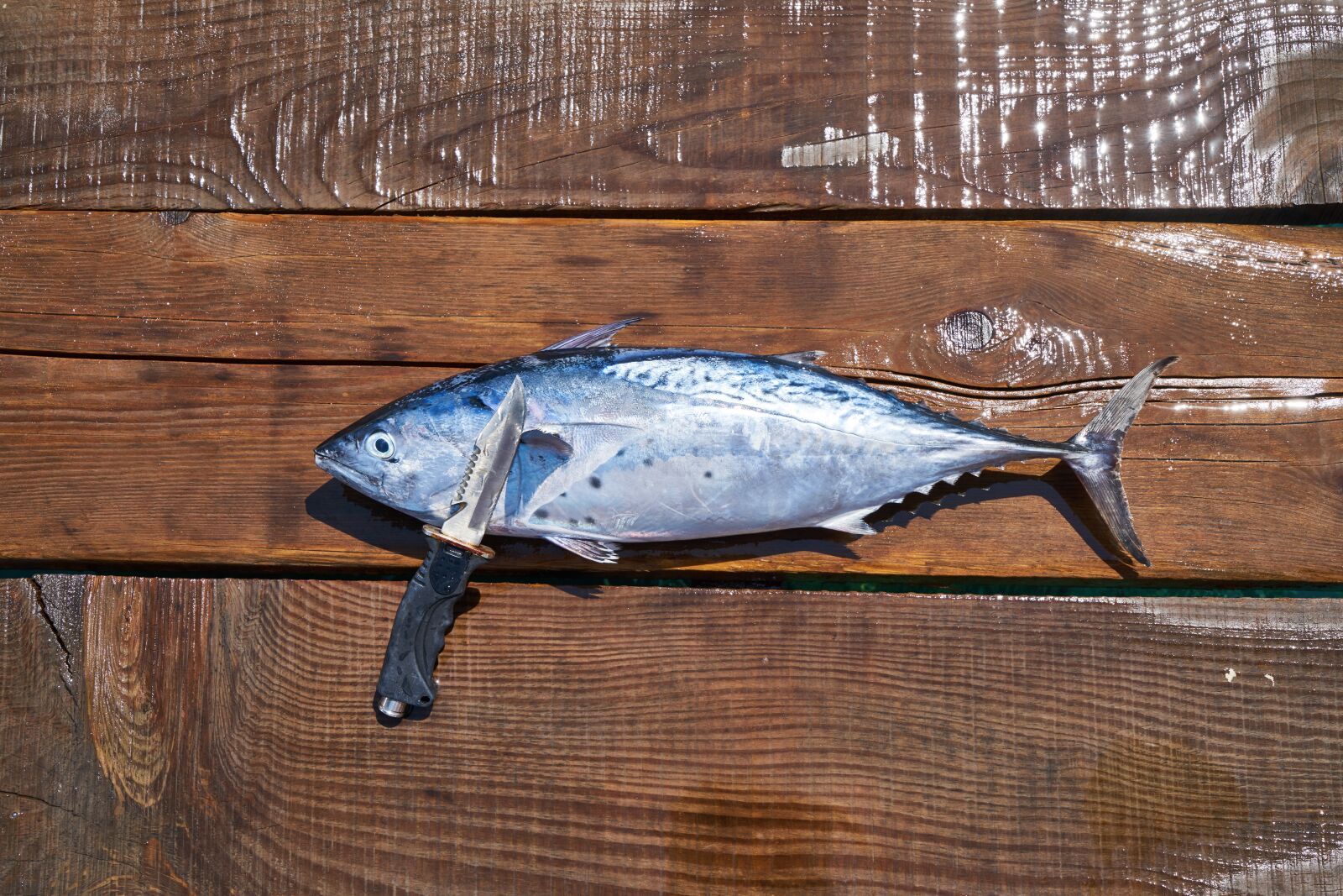 Sony a7R II sample photo. Fish, knife, hack photography