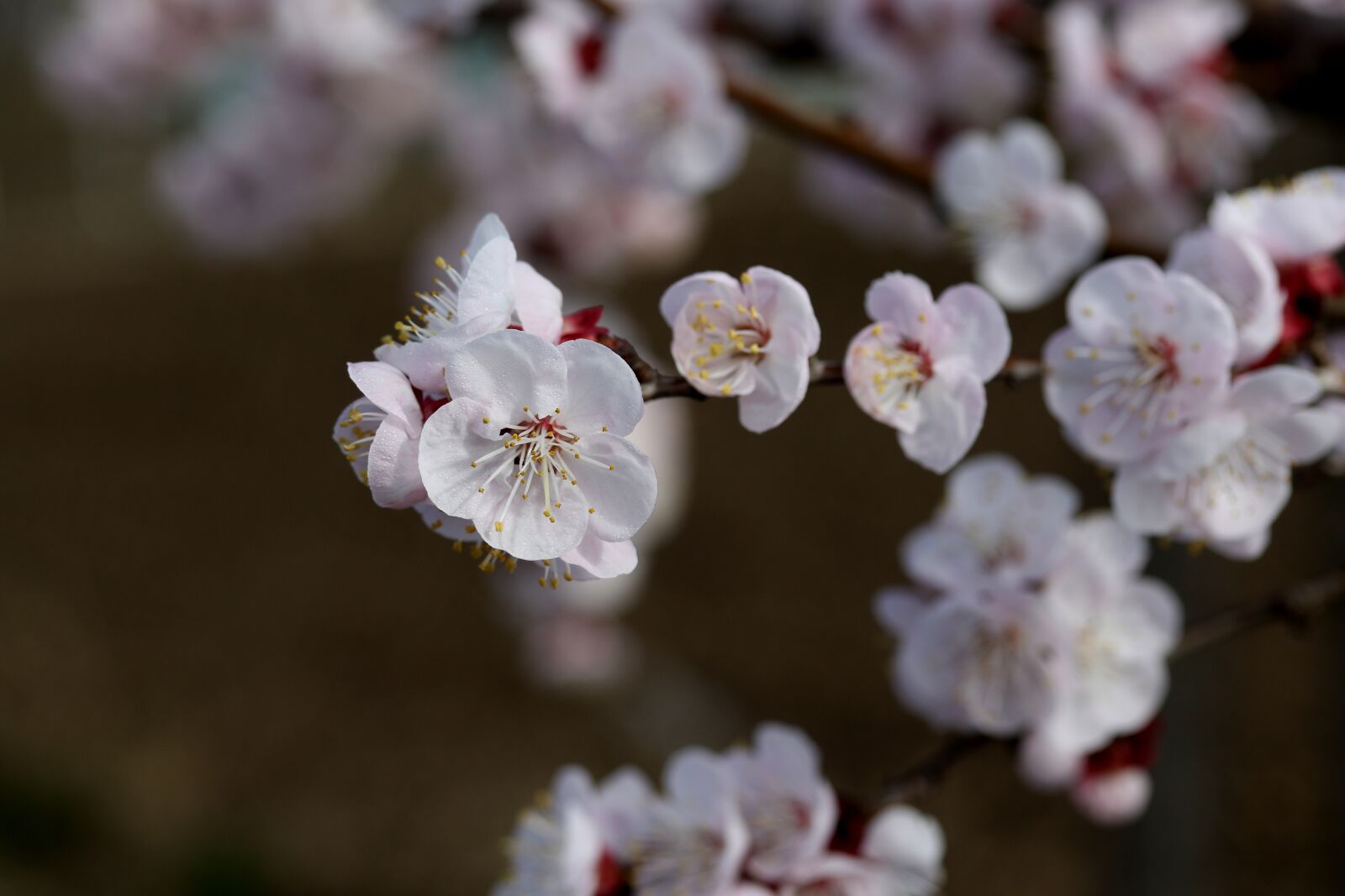 Canon EF-S 60mm F2.8 Macro USM sample photo. Flowers, white, spring photography
