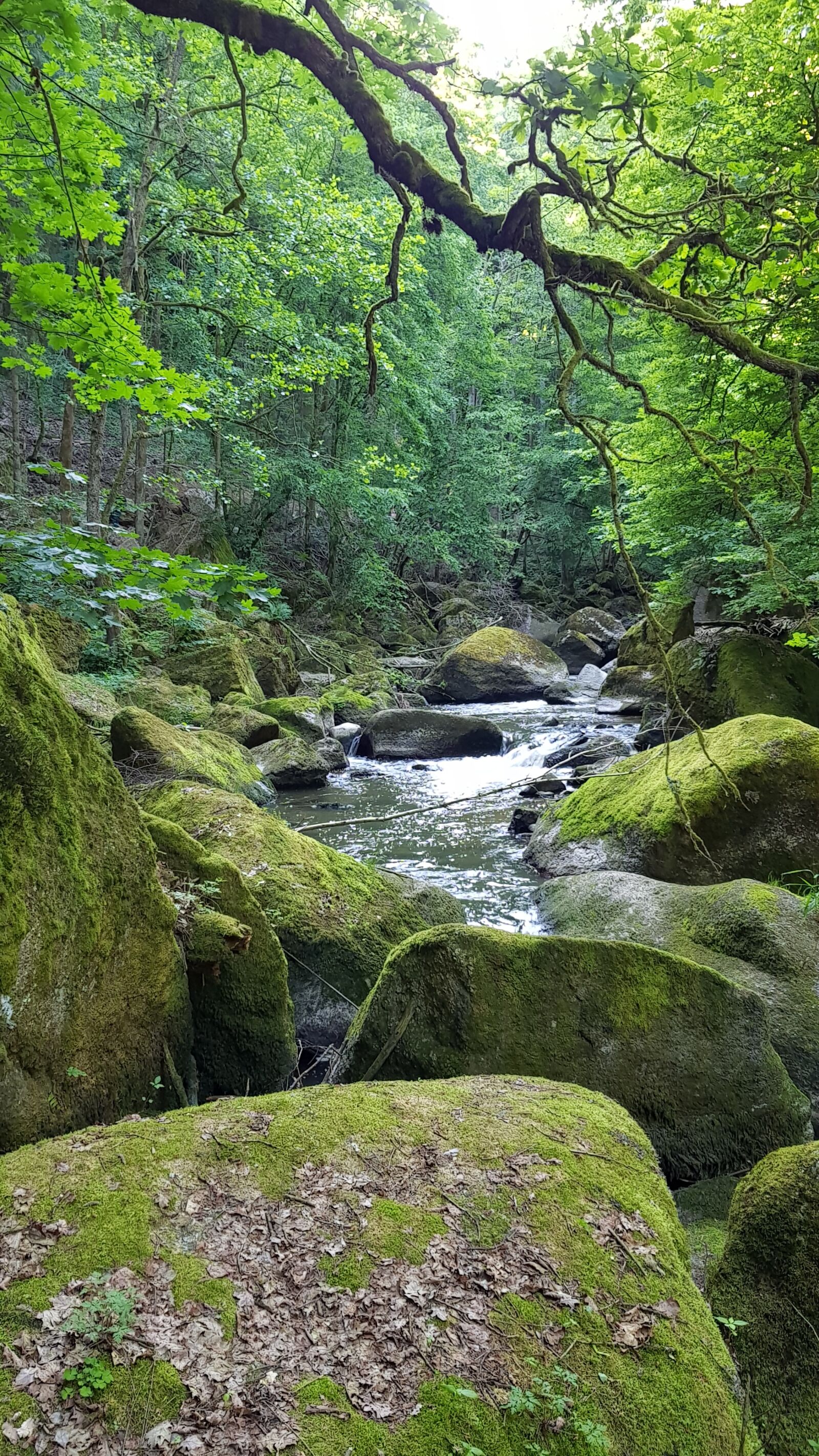 Samsung Galaxy S8 sample photo. Stone river nature green photography