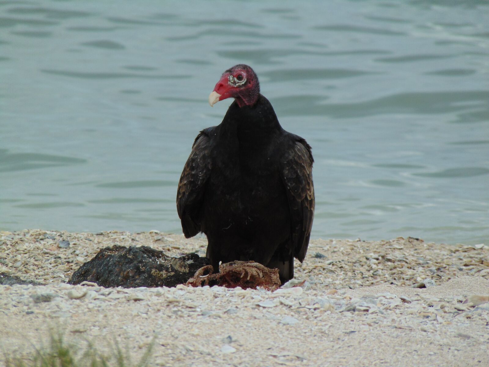 Sony Cyber-shot DSC-H300 sample photo. Texas, turkey, vulture photography