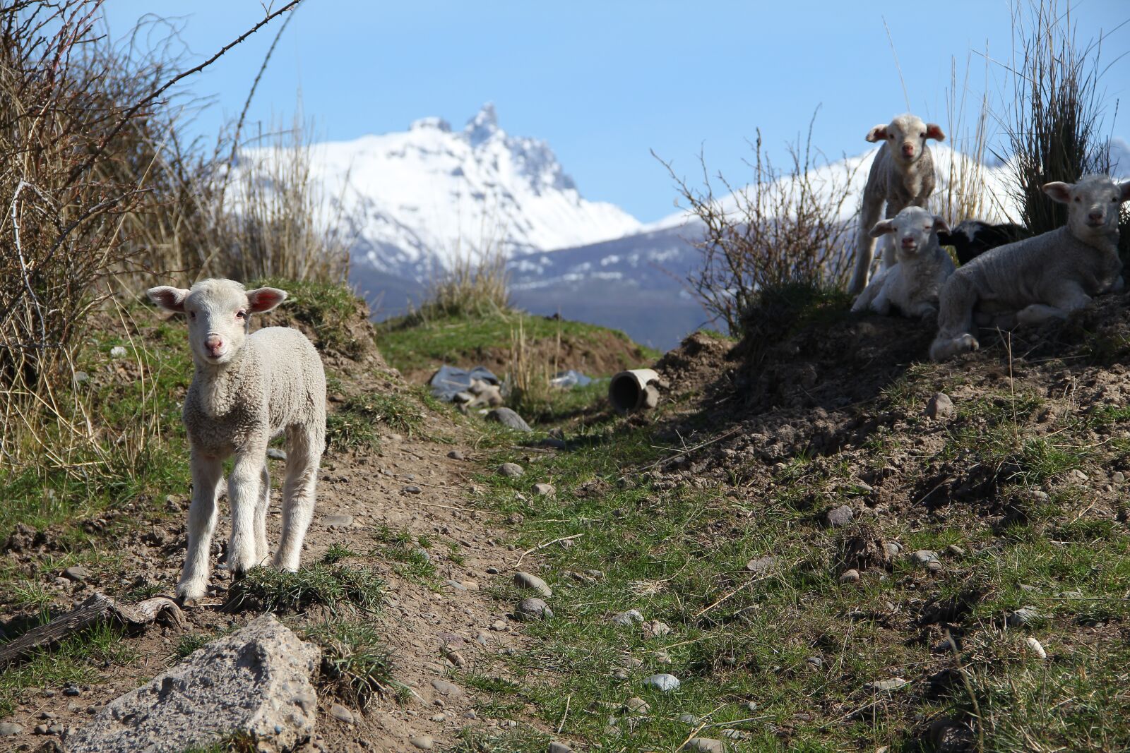 Canon EF-S 18-135mm F3.5-5.6 IS sample photo. Sheep, lamb, patagonia photography