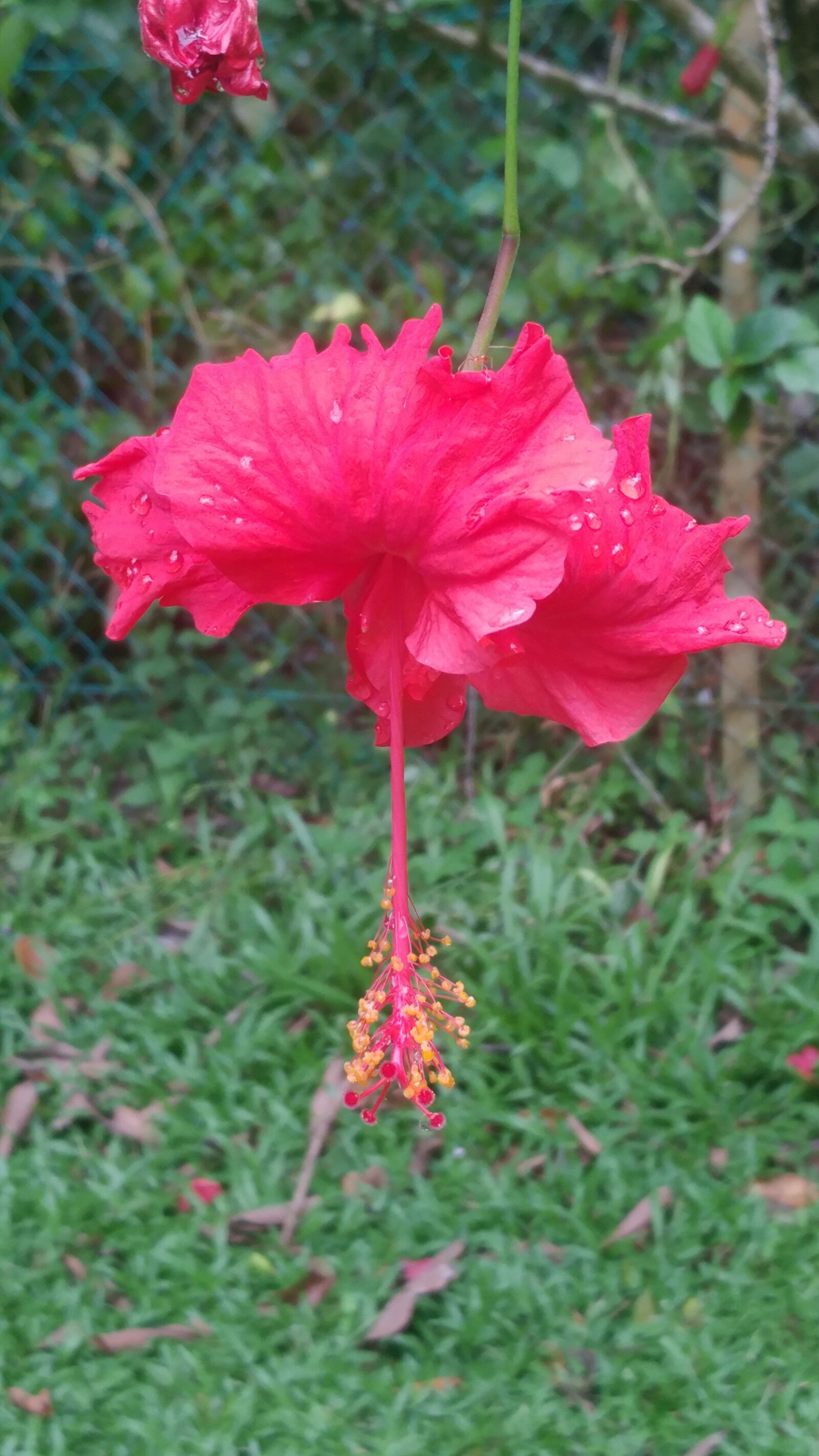 LG G5 sample photo. Tropical, flowers, kota kinabalu photography