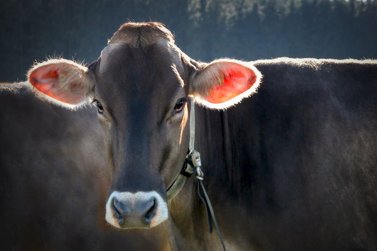 Nikon E5700 sample photo. Cow, beef, head photography