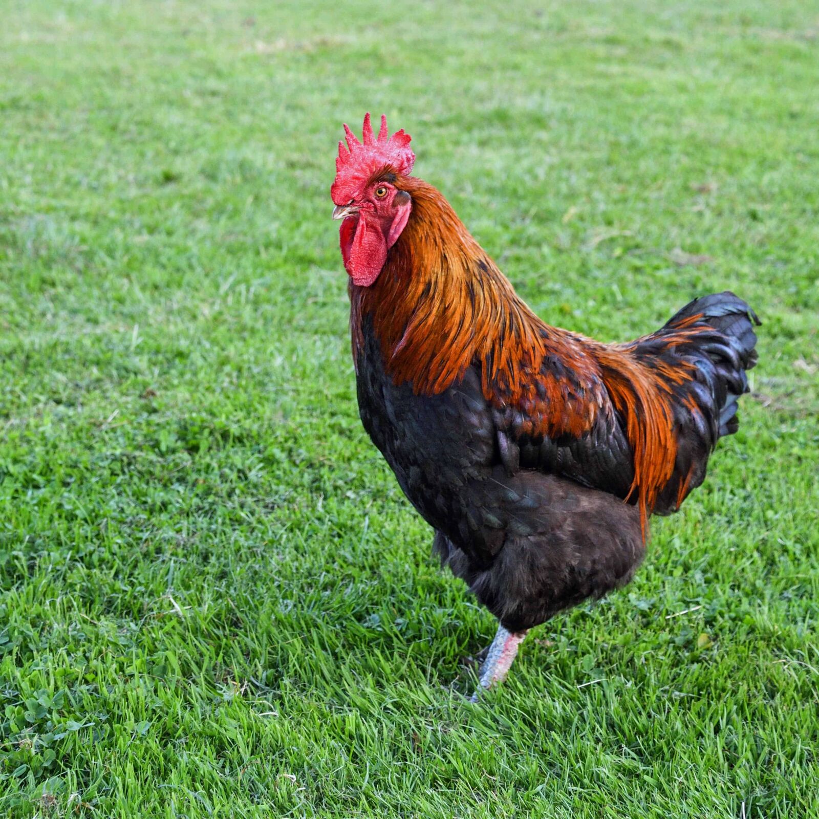 Nikon D500 sample photo. Rooster, colorful, bird, poultry photography