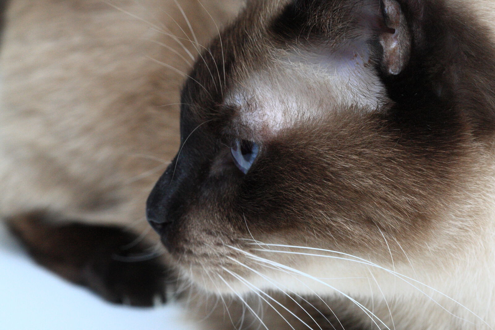 Canon EF 100mm F2.8 Macro USM sample photo. Brown, cat, detail, face photography