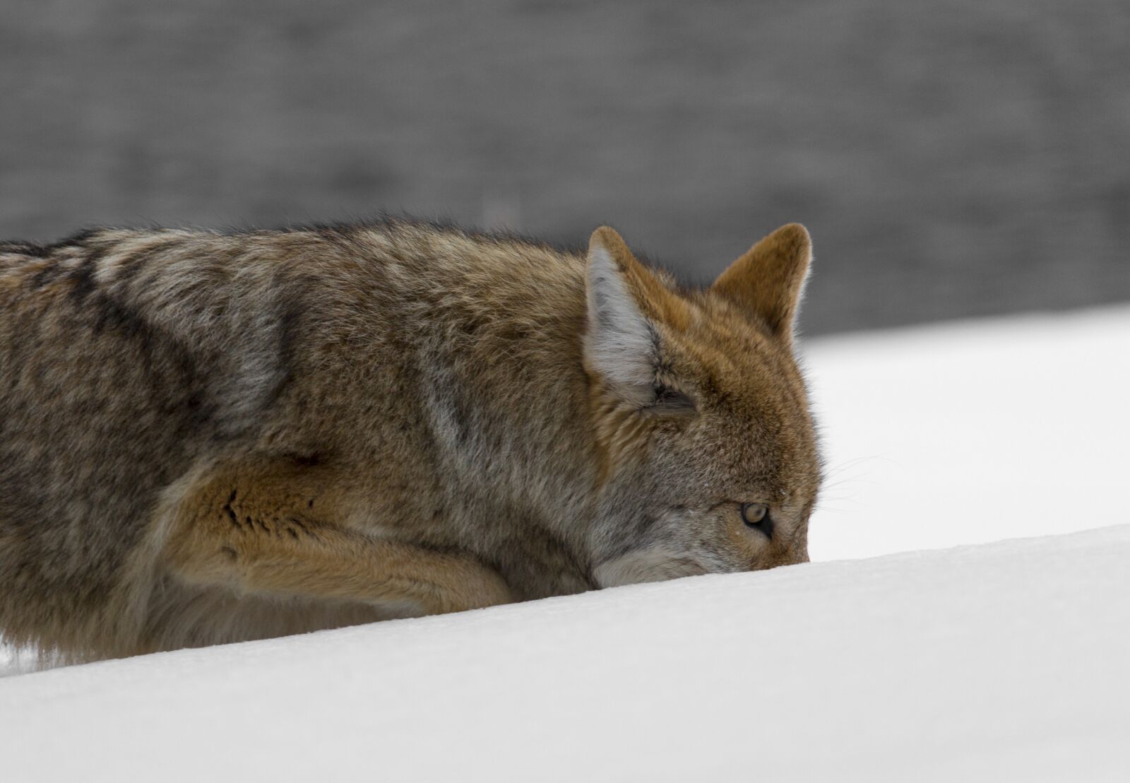 Canon EF 100-400mm F4.5-5.6L IS USM sample photo. Coyote, wildlife, nature photography