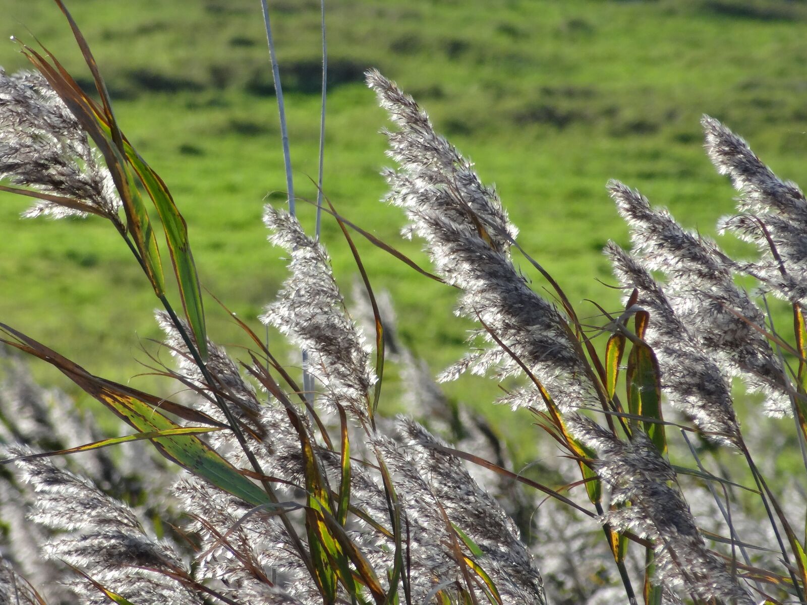 Sony Cyber-shot DSC-HX10V sample photo. Nature, grass, plant photography