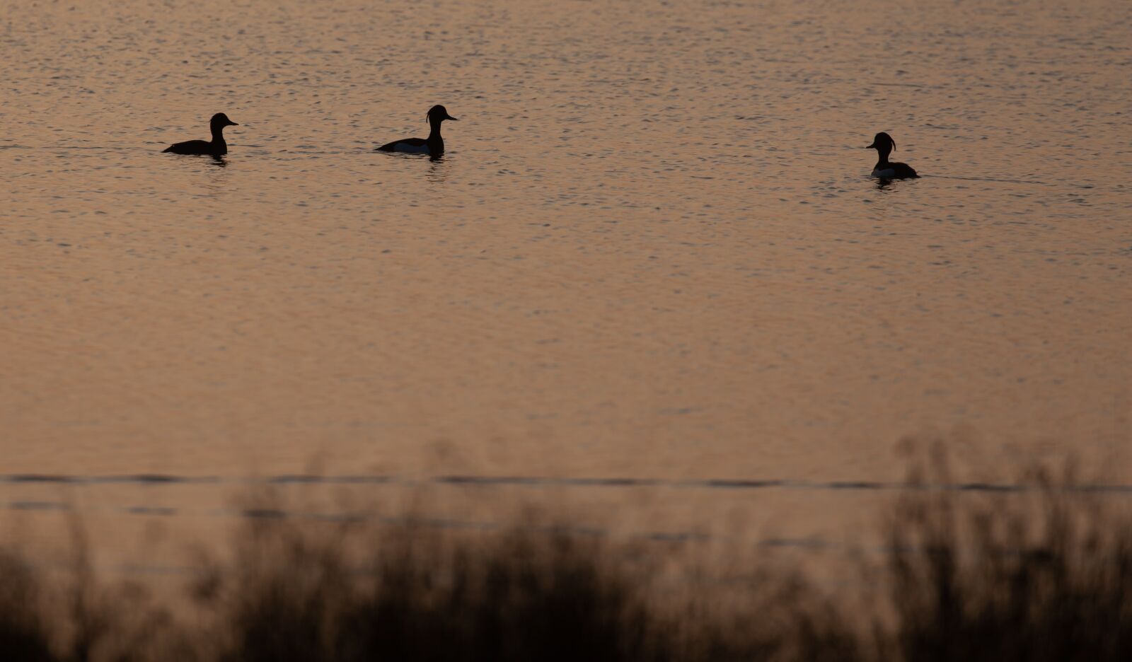 Canon EOS 5D Mark II sample photo. Tuffted ducks, waterfowl, sunrise photography