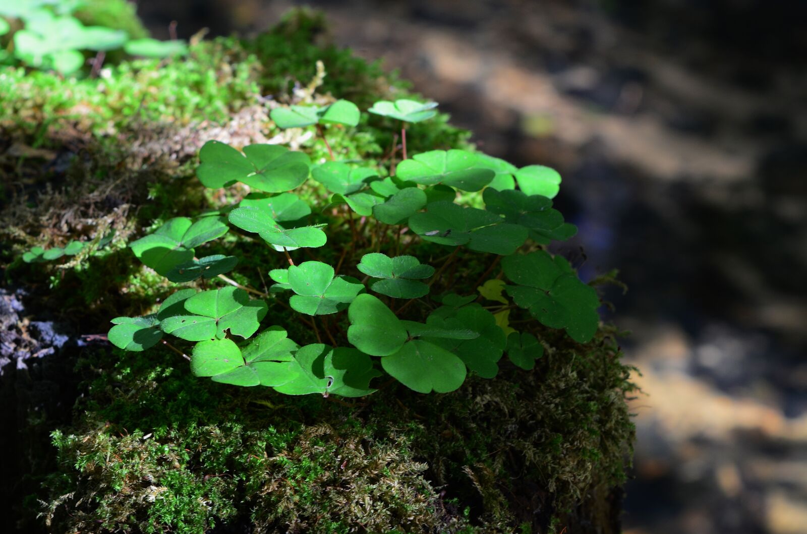 Nikon D5200 sample photo. Forest, moss, forest floor photography