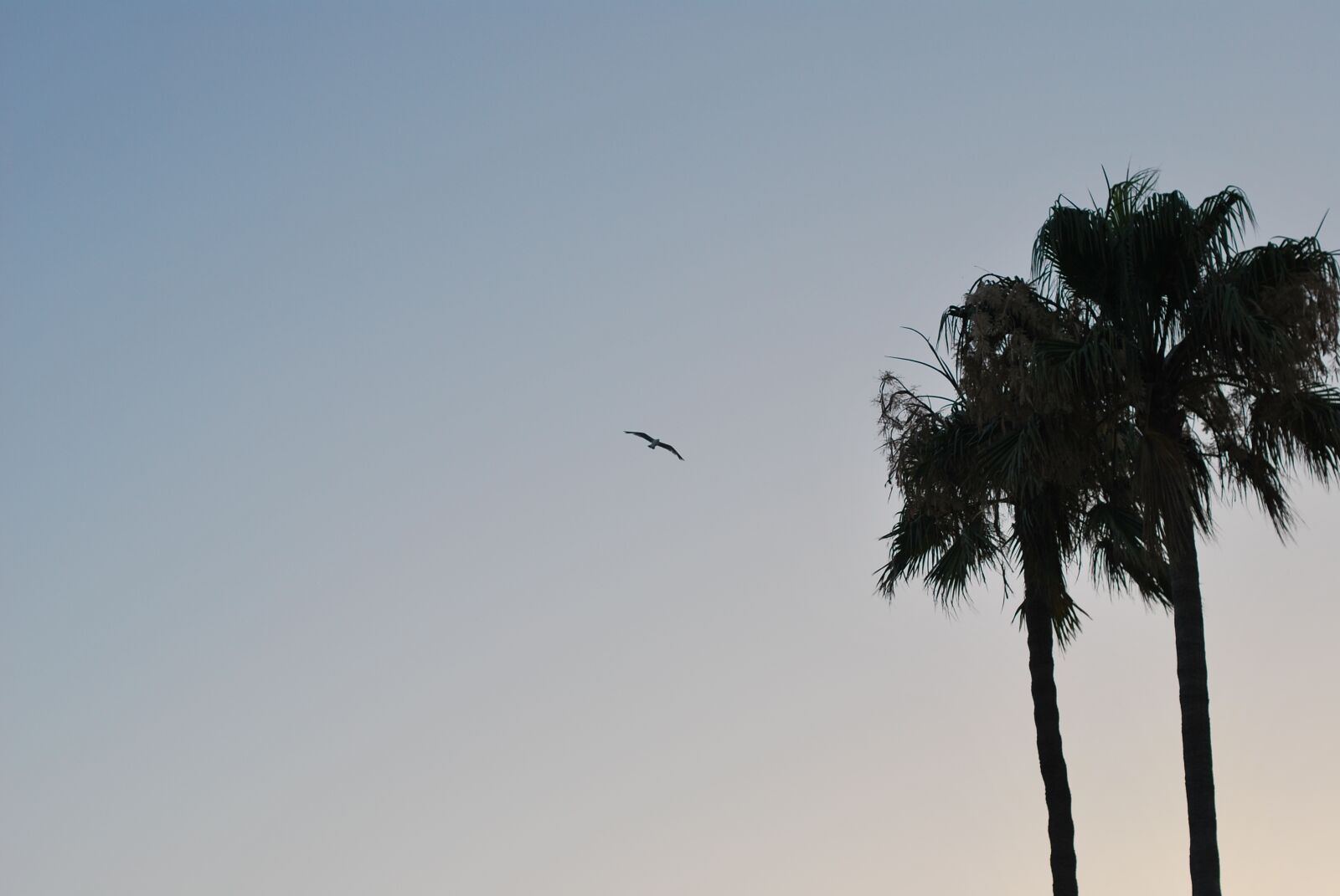 Nikon D60 sample photo. Bird, sunset, palm photography