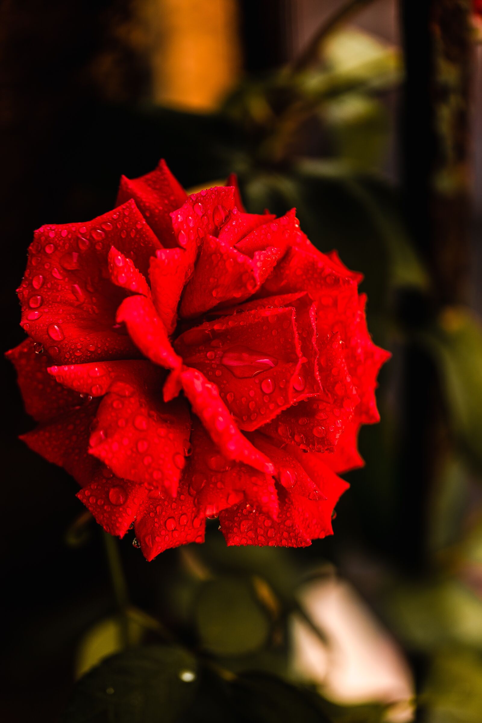 Canon EF 100mm F2.8L Macro IS USM sample photo. Flower, flowers, spring photography
