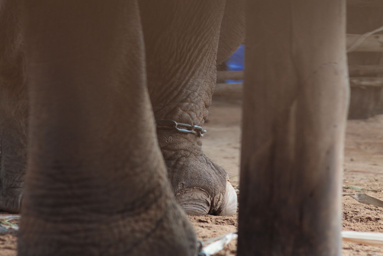 Canon EOS 1100D (EOS Rebel T3 / EOS Kiss X50) sample photo. Elephant, nature, the environment photography