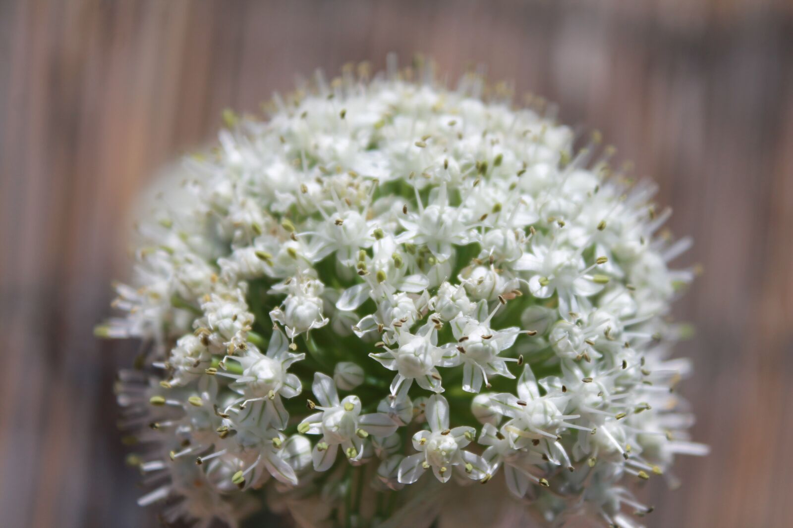 Canon EOS 1100D (EOS Rebel T3 / EOS Kiss X50) sample photo. Blossom, white, flower photography