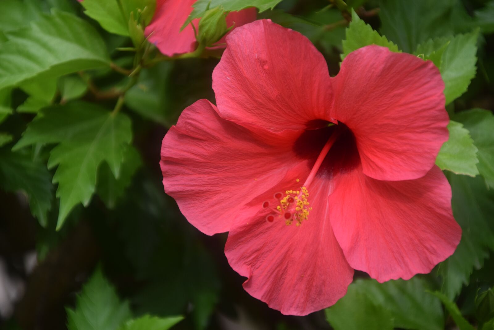 Nikon D5300 sample photo. Blossom, bloom, red photography