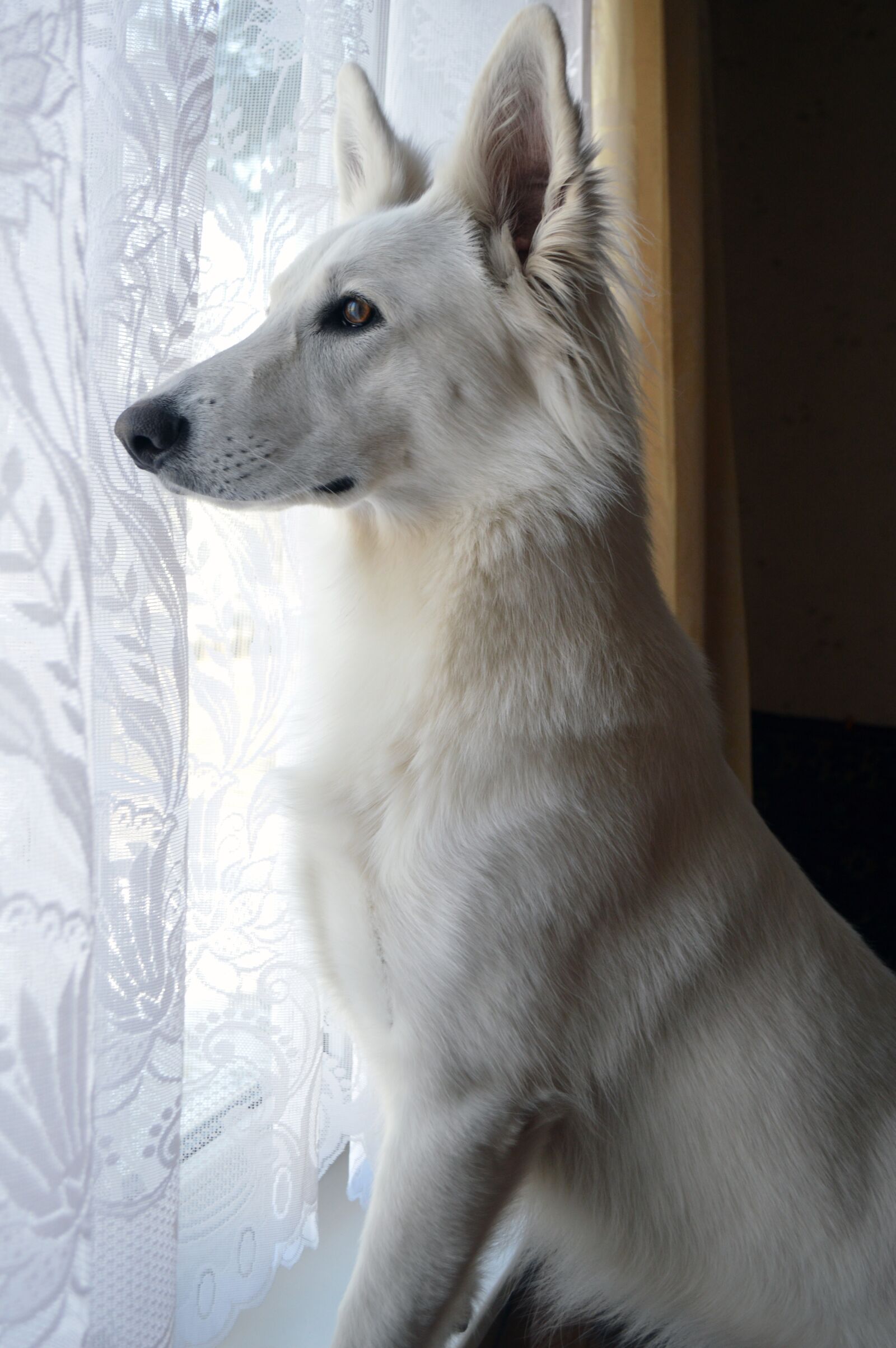 Nikon D3200 sample photo. Dog, animal, mammal photography