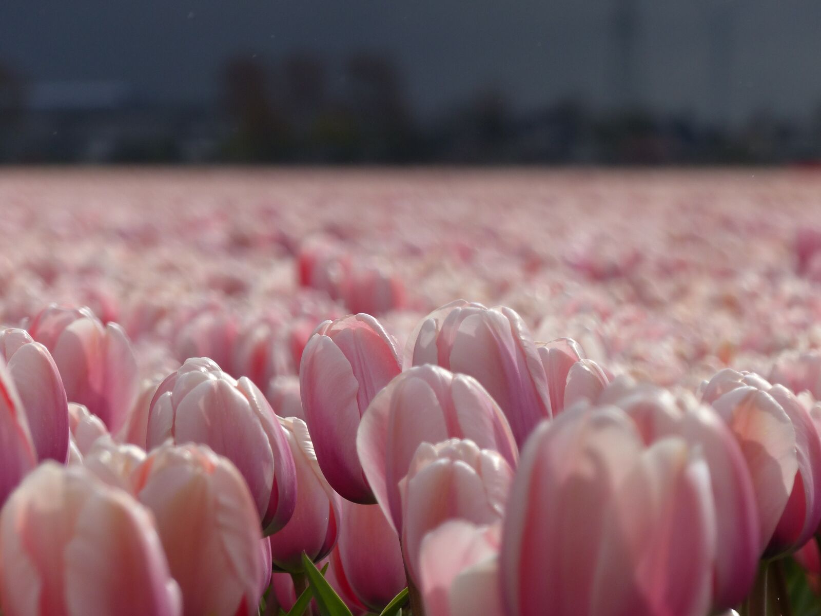 Panasonic Lumix DMC-FZ200 sample photo. Flowers, tulips, nature photography