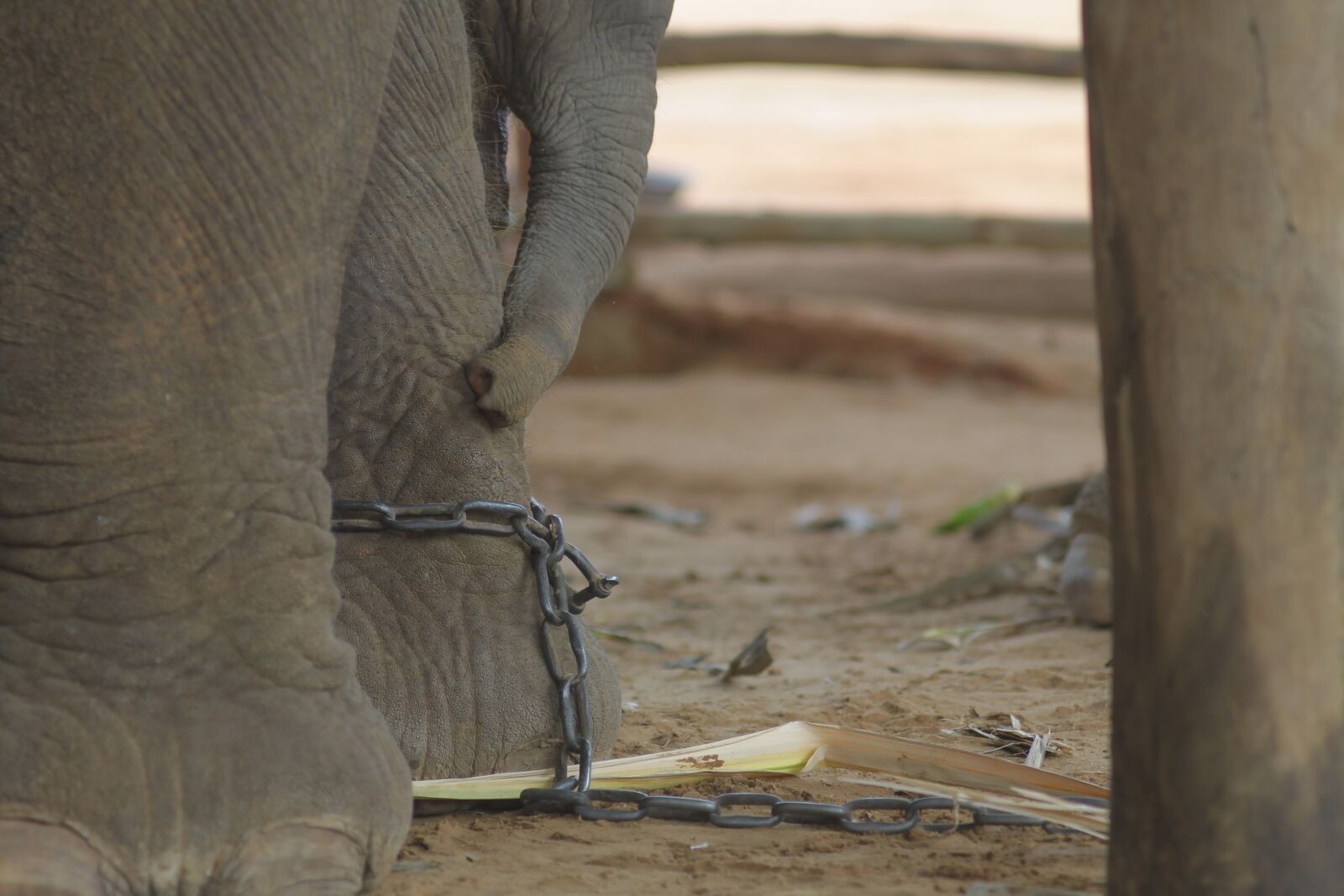 Canon EOS 1100D (EOS Rebel T3 / EOS Kiss X50) sample photo. Elephant, nature, the environment photography