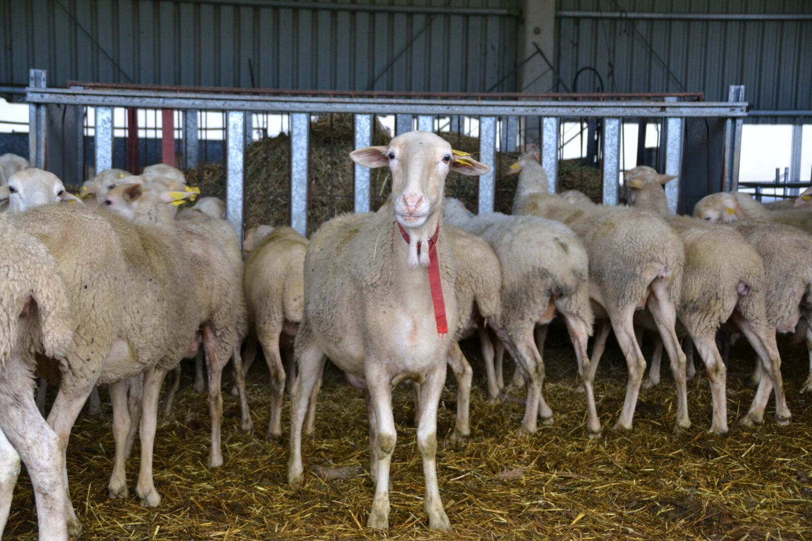 Nikon D3100 sample photo. Sheep, livestock farm, farm photography