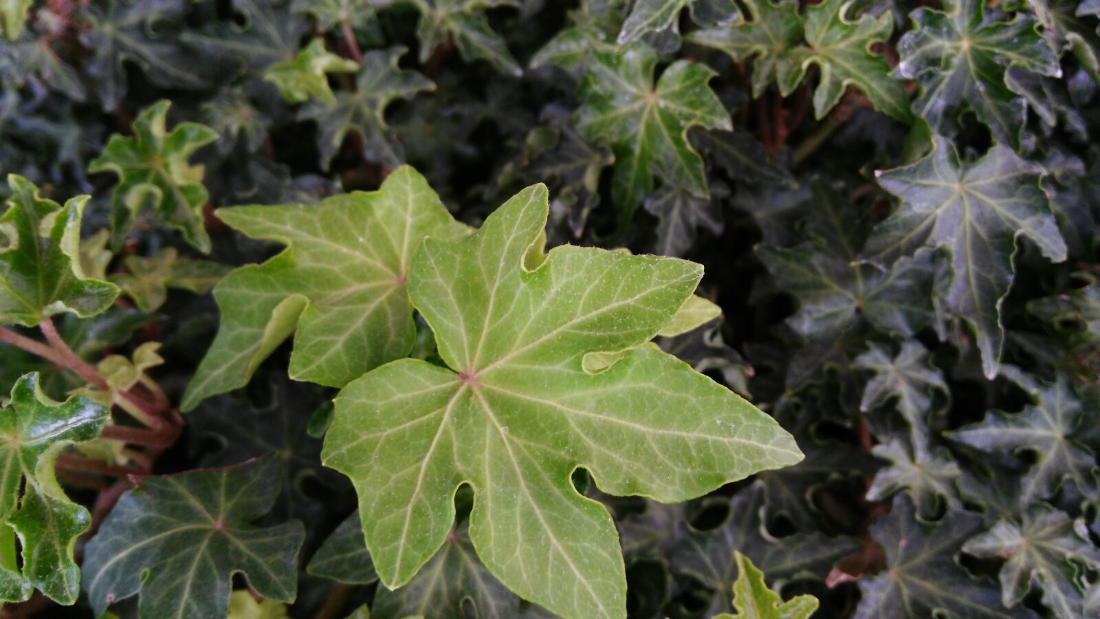 HUAWEI G7-L03 sample photo. Green leaves, nature, plant photography
