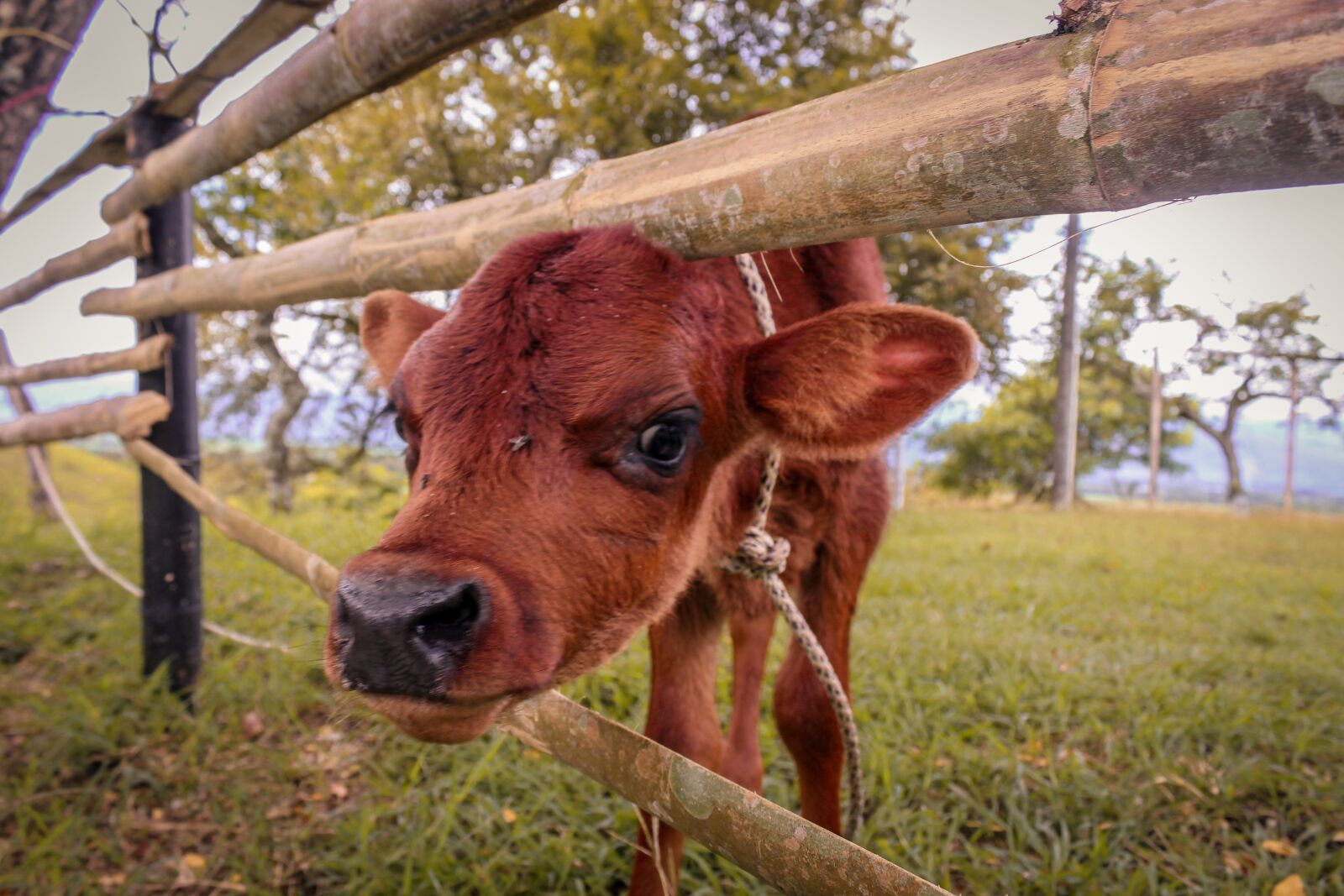 Canon EOS 1200D (EOS Rebel T5 / EOS Kiss X70 / EOS Hi) sample photo. Cow, livestock, calf photography