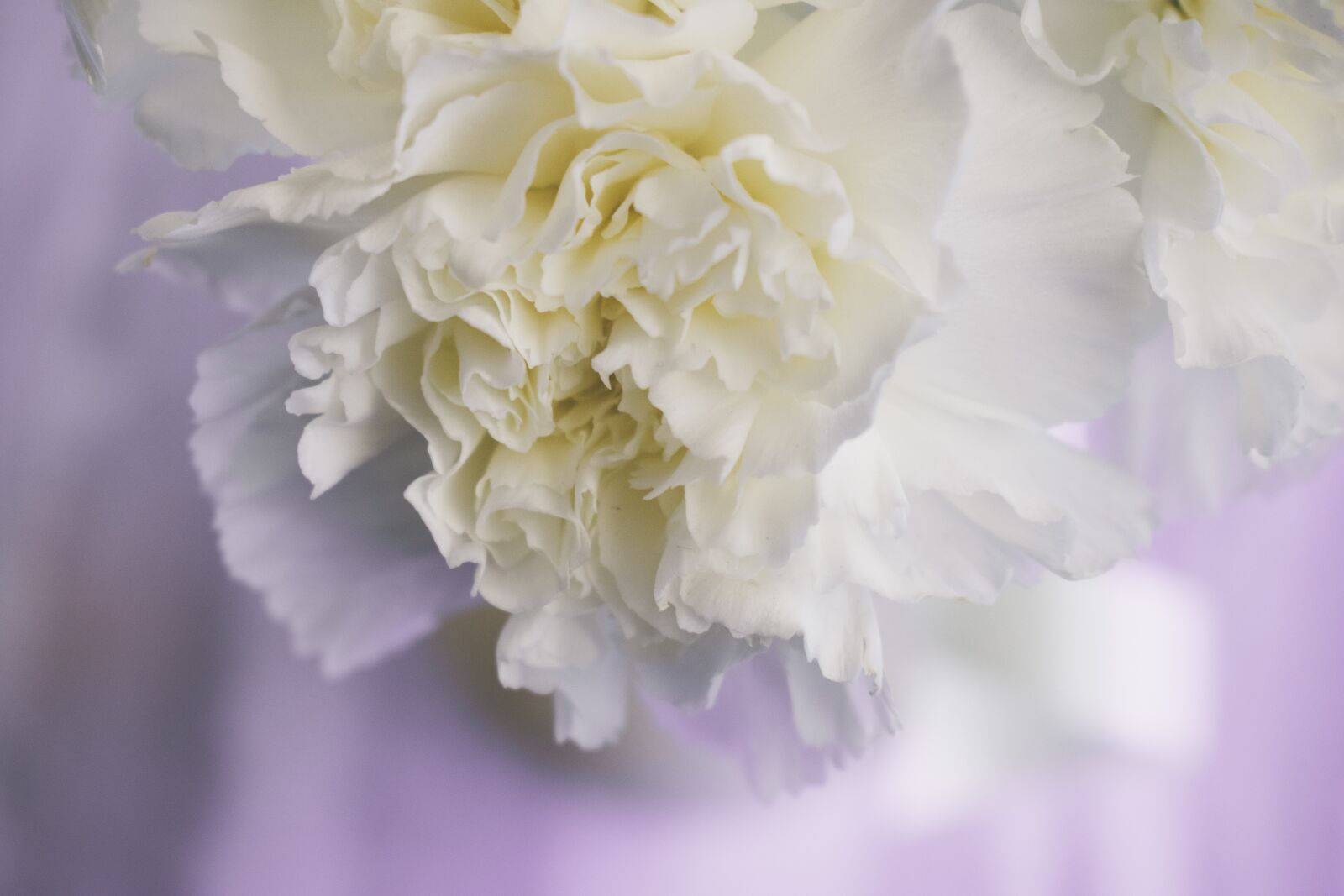 Nikon D3400 sample photo. Flowers, flower, blooming photography