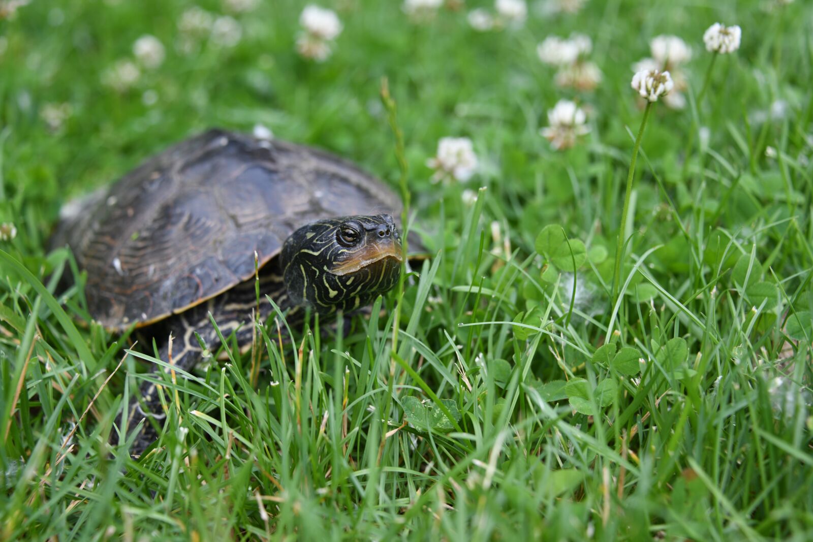 Nikon D850 sample photo. Turtle, reptile, grass photography