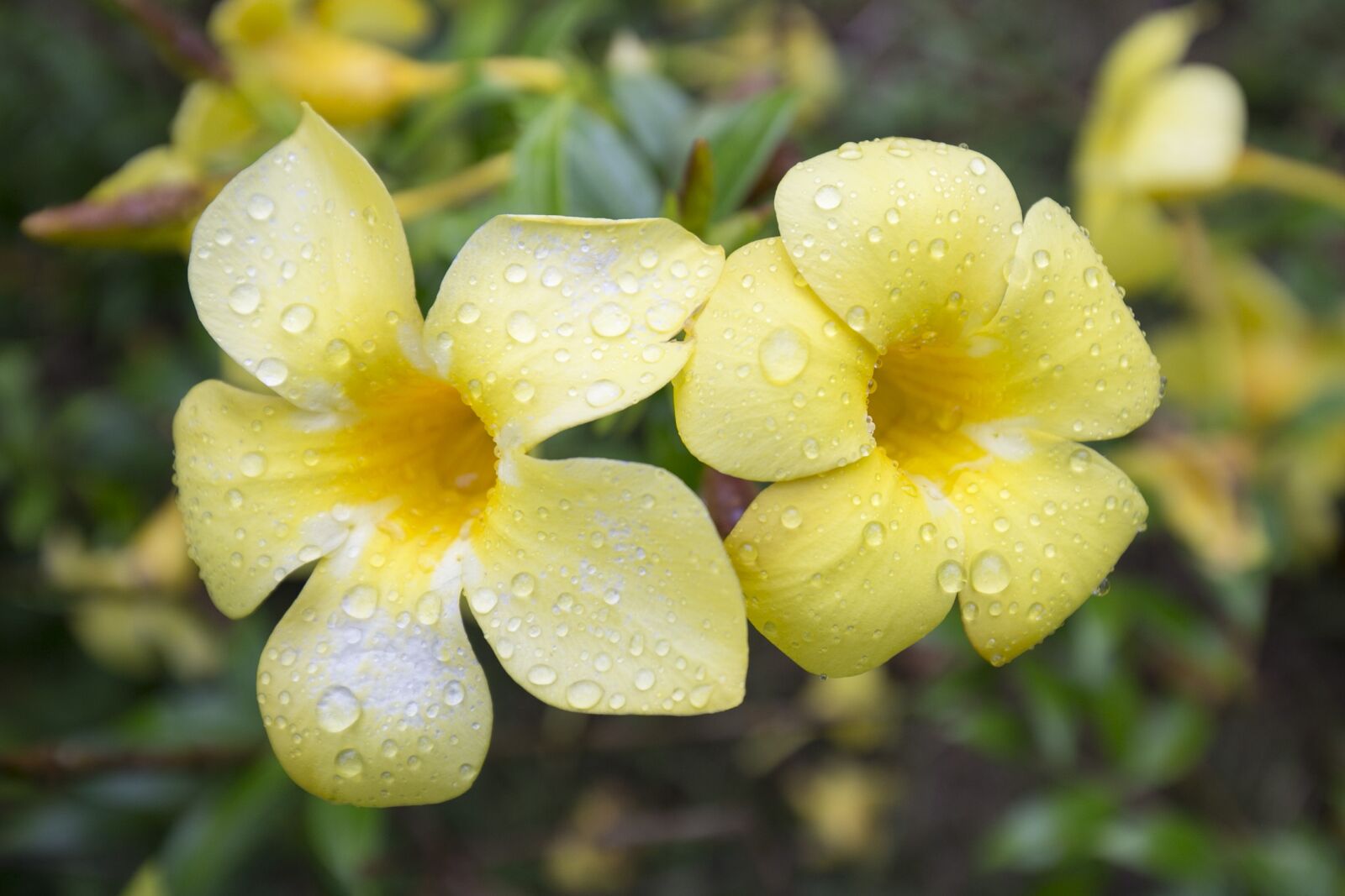 Canon EF 16-35mm F4L IS USM sample photo. Flowers, yellow flowers, fresh photography