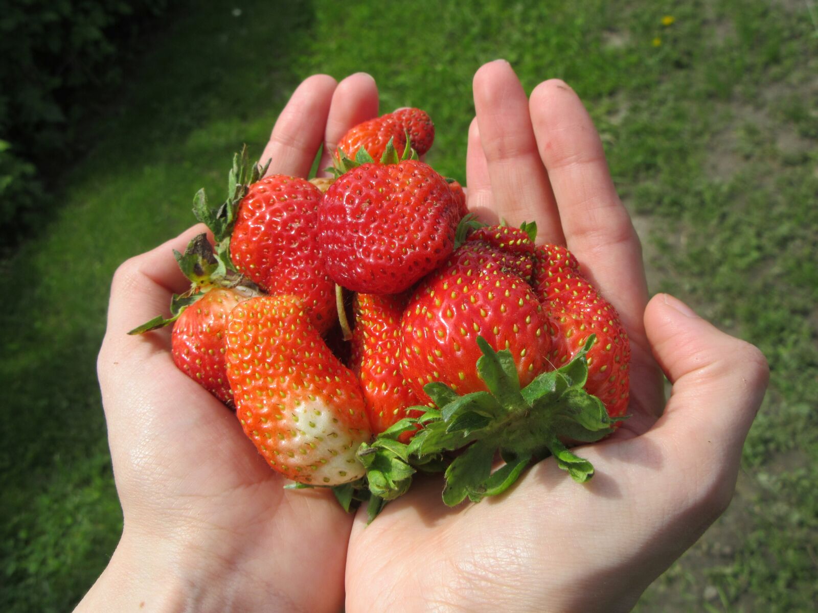 Canon PowerShot SX610 HS sample photo. Strawberries, hands, fruit photography