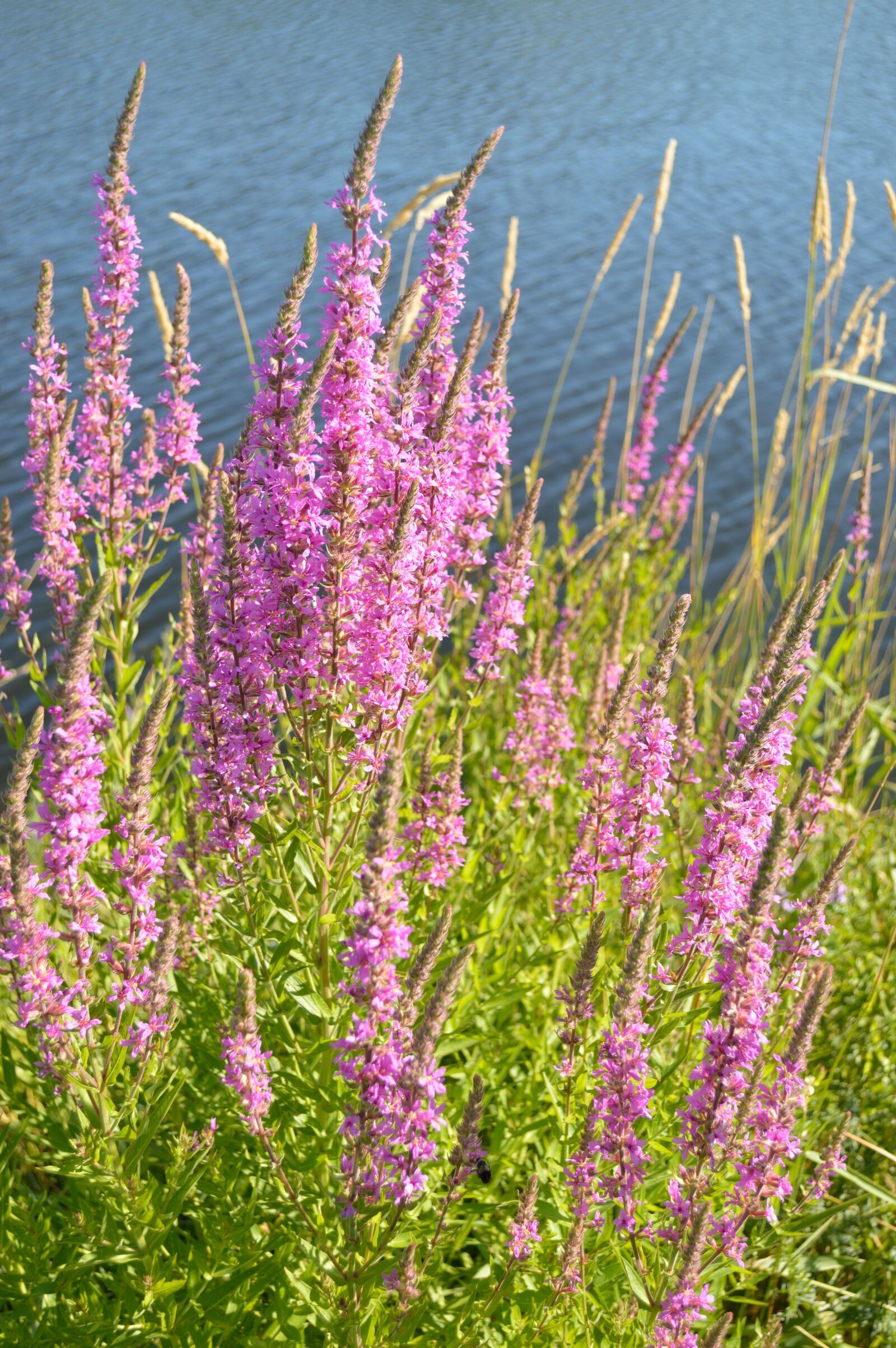 Nikon D3200 sample photo. Purple loosestrife, flowers, purple photography