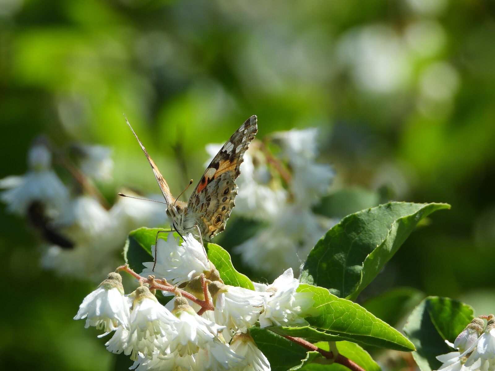 Nikon Coolpix P1000 sample photo. Butterfly, nature, spring photography