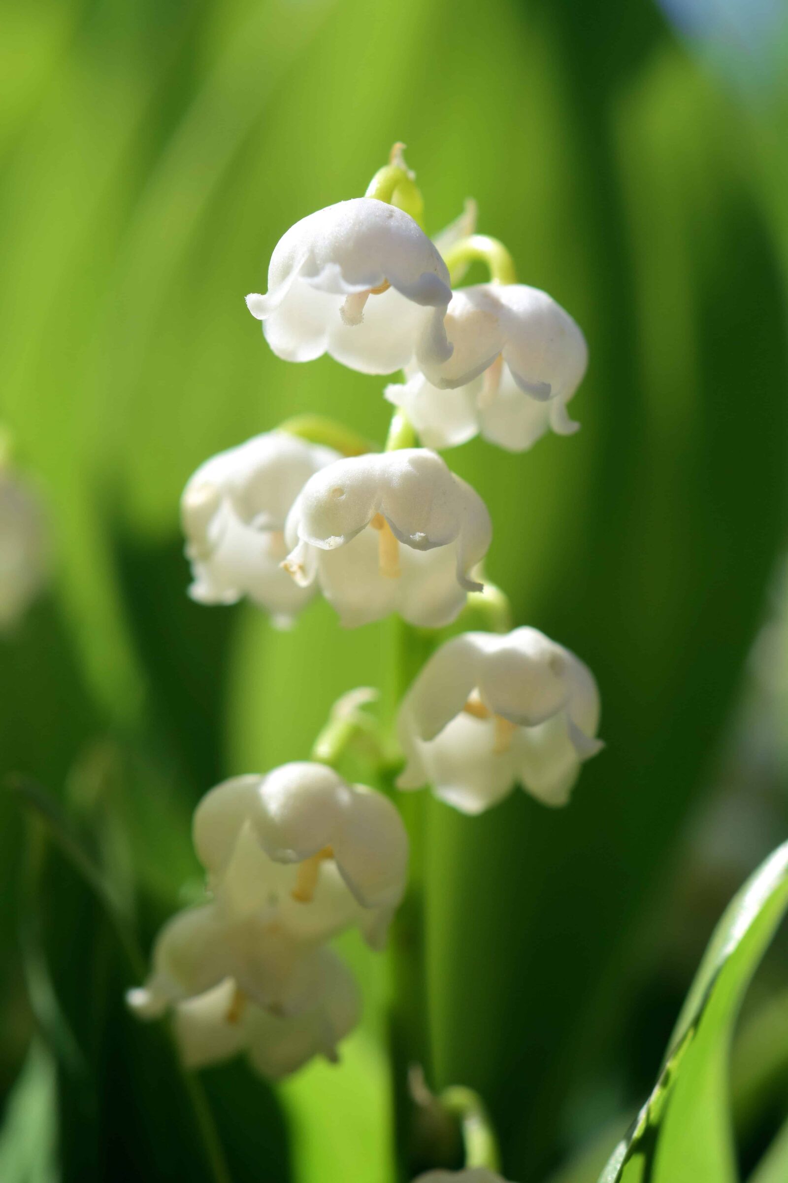 Nikon D3300 sample photo. Flora, nature, flower, leaf photography
