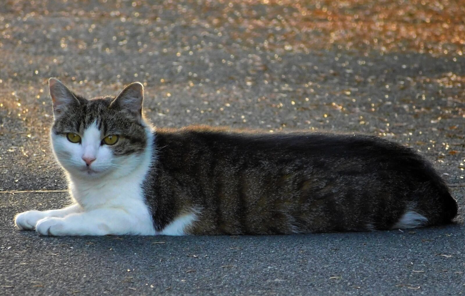 Nikon Coolpix L840 sample photo. Cat, mieze, cute photography