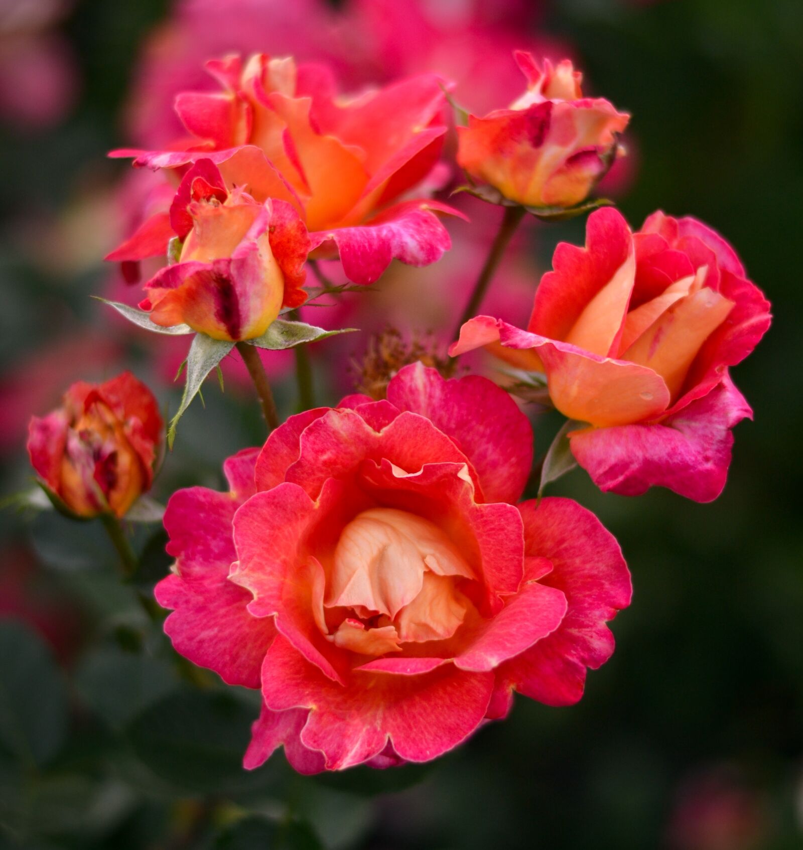 Nikon D3100 sample photo. Tea roses, beautiful flowers photography