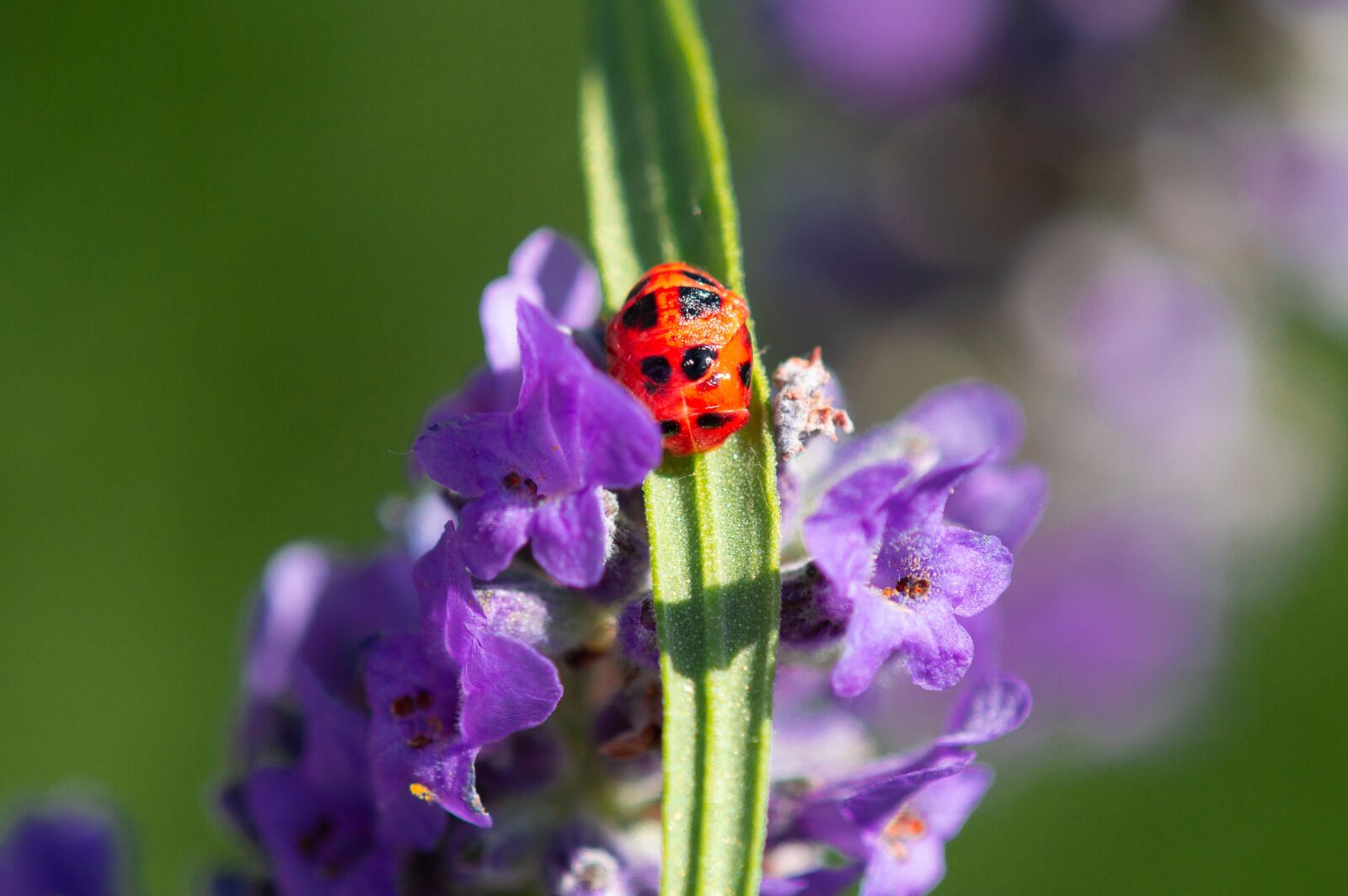 TAMRON SP 180mm F3.5 Di MACRO 1:1 B01N sample photo. Ladybug, macro, nature photography