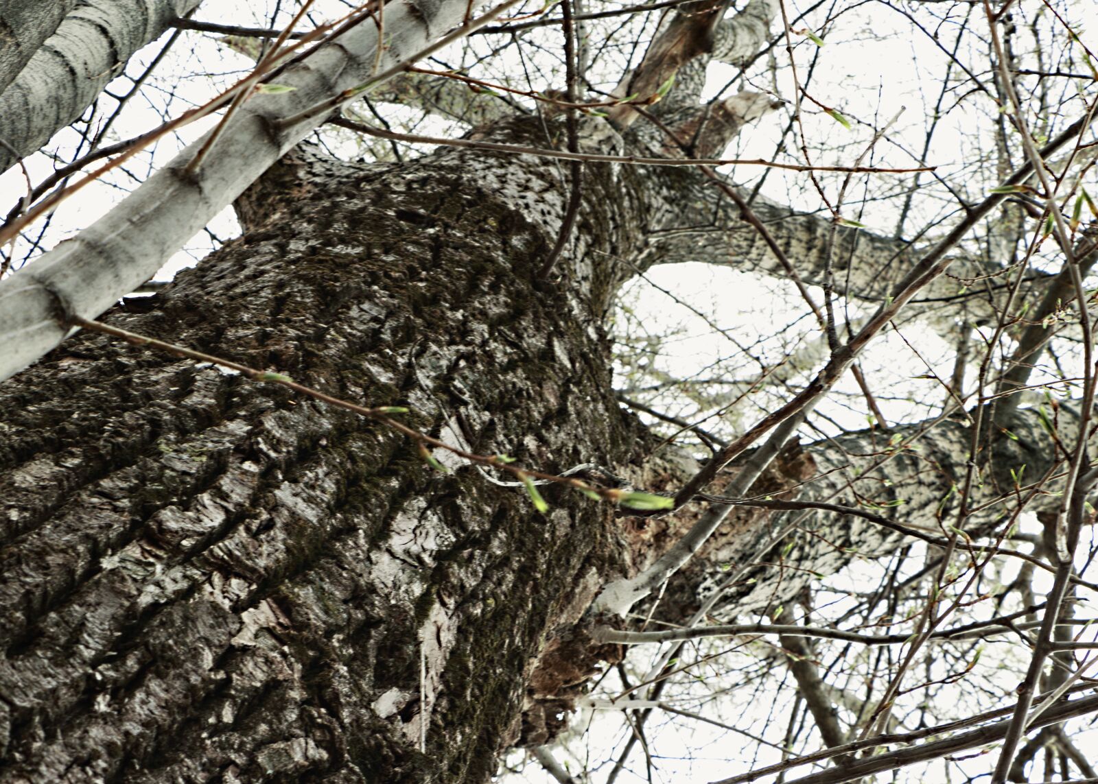 Canon EF-S 18-135mm F3.5-5.6 IS USM sample photo. Outdoors, close-up, nature photography
