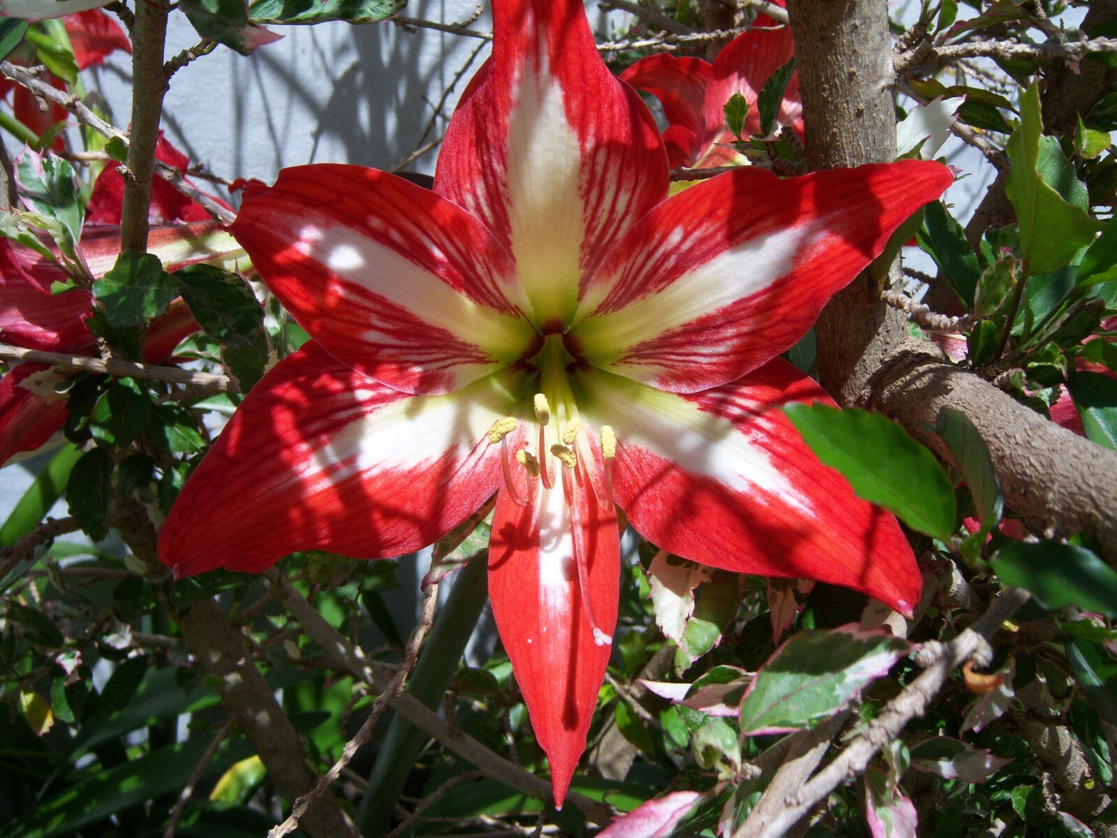 Kodak EASYSHARE V1003 ZOOM DIGITAL CAMERA sample photo. Flower, pistil, red photography