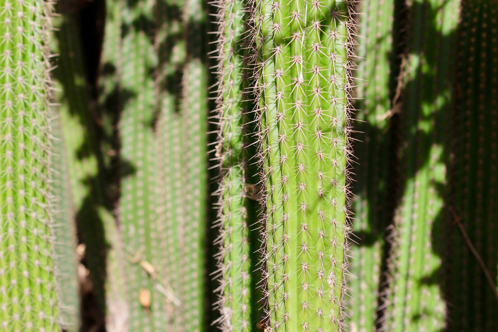 Canon EOS 100D (EOS Rebel SL1 / EOS Kiss X7) sample photo. Cactus, shadow, green photography