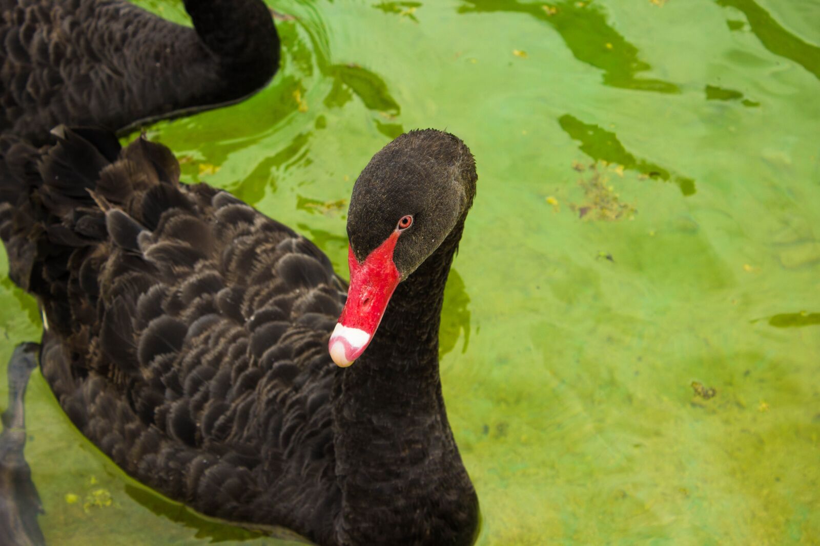 Canon EOS 600D (Rebel EOS T3i / EOS Kiss X5) sample photo. Swan, water, lake photography