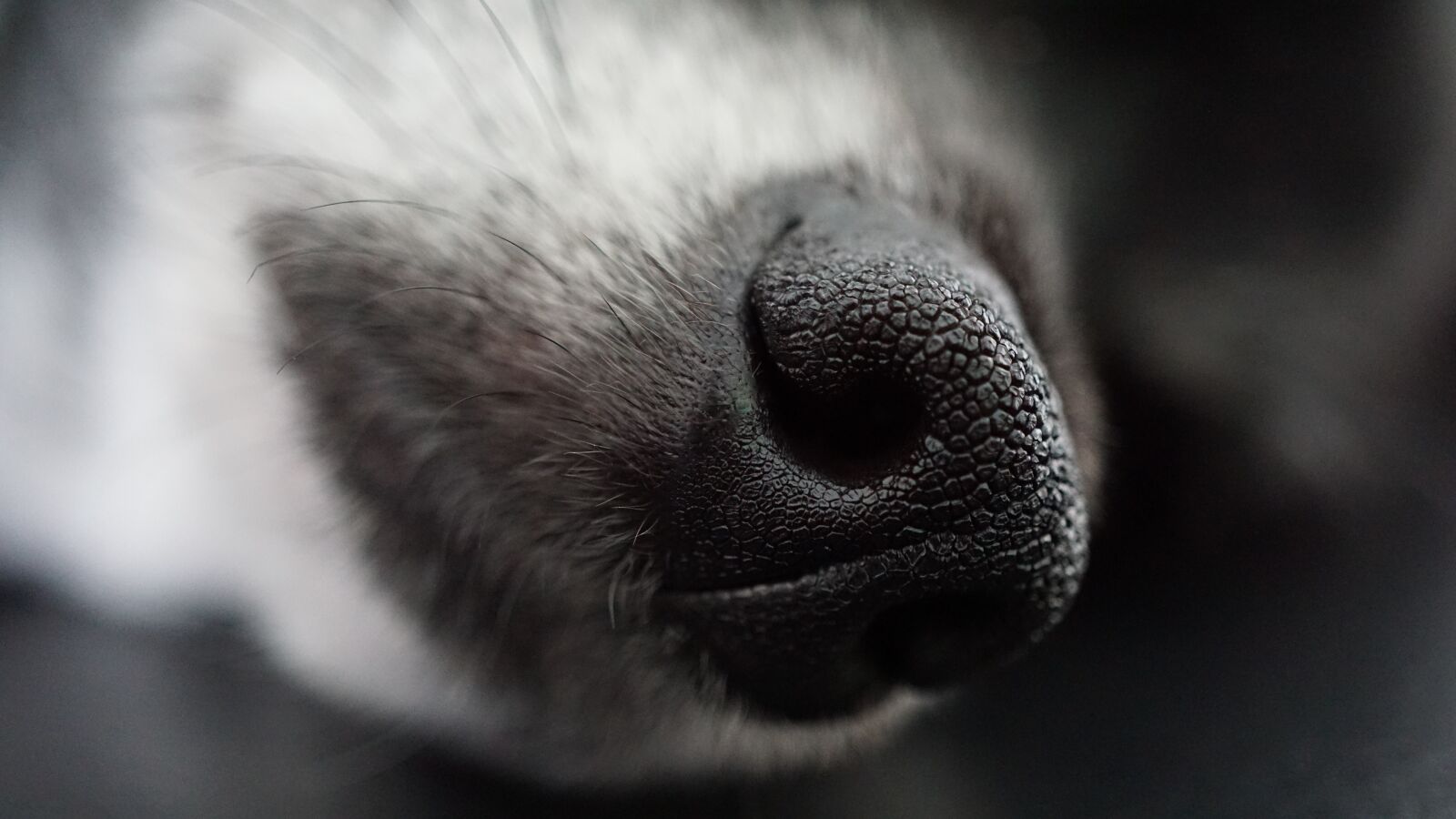 Sony E 30mm F3.5 Macro sample photo. Dog, nose, macro photography