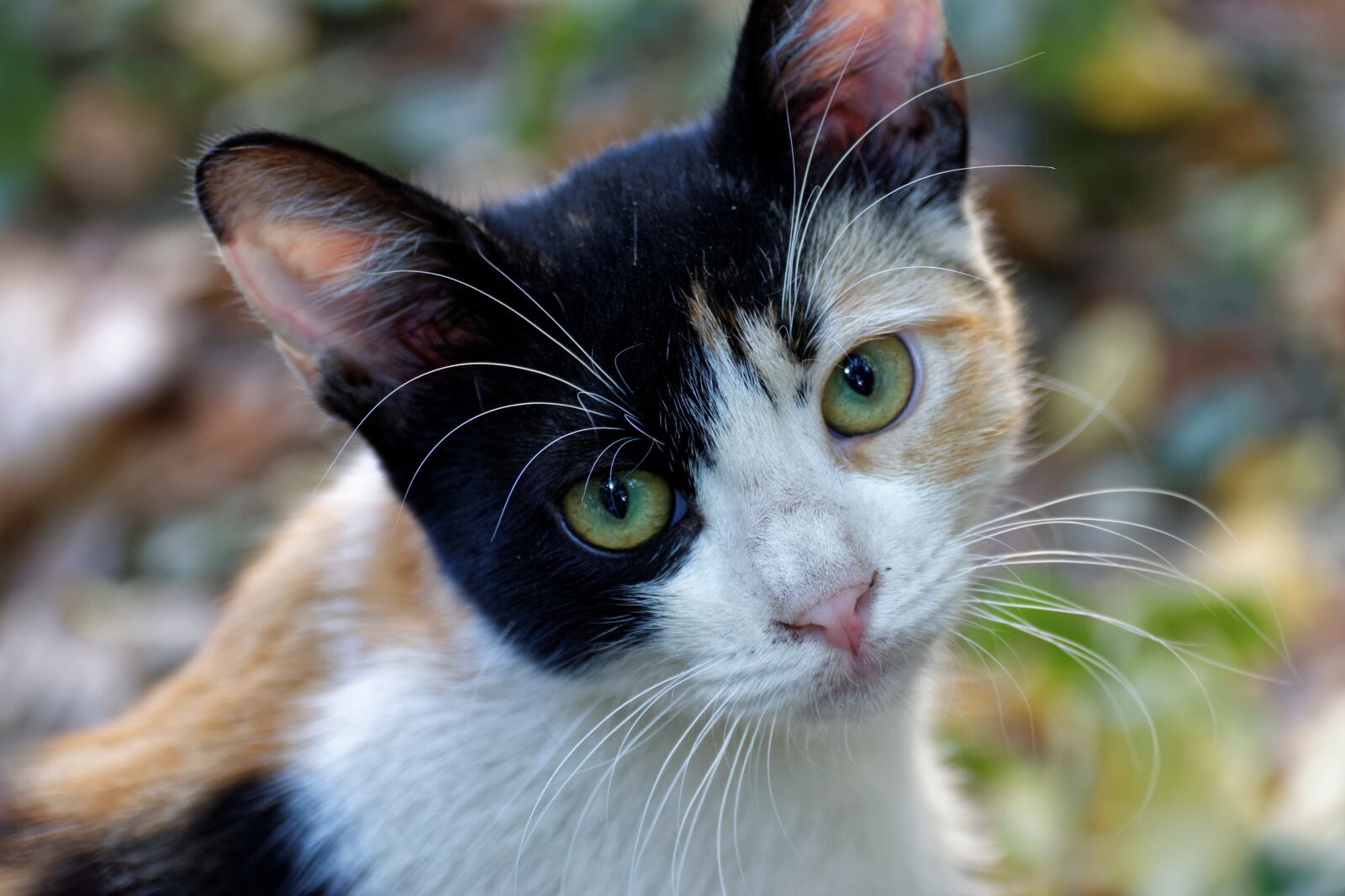 Nikon D5300 sample photo. Cat, almost, animals photography