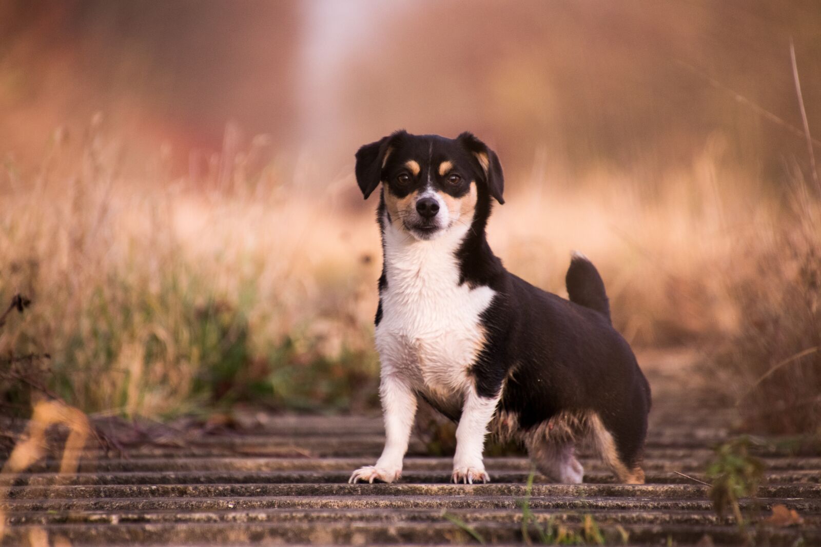 Nikon D3300 sample photo. Dog, mammal, cute photography