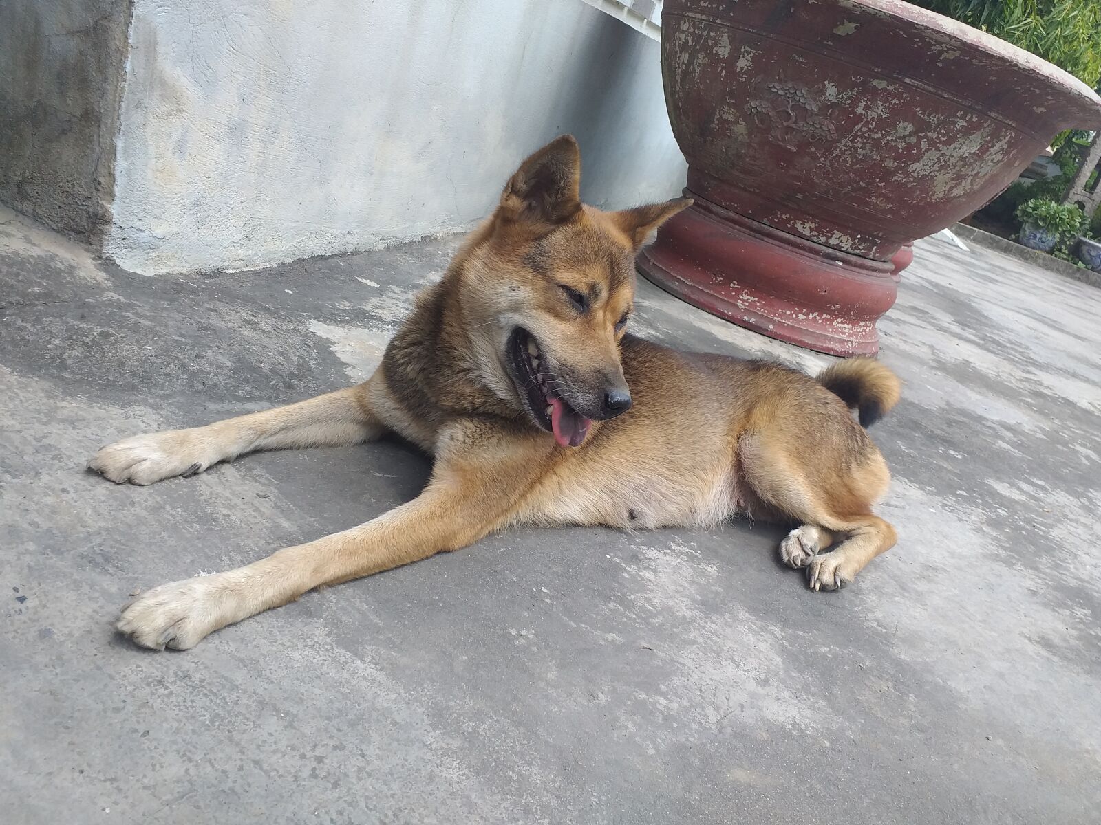 Samsung Galaxy J6+ sample photo. I love my dog photography