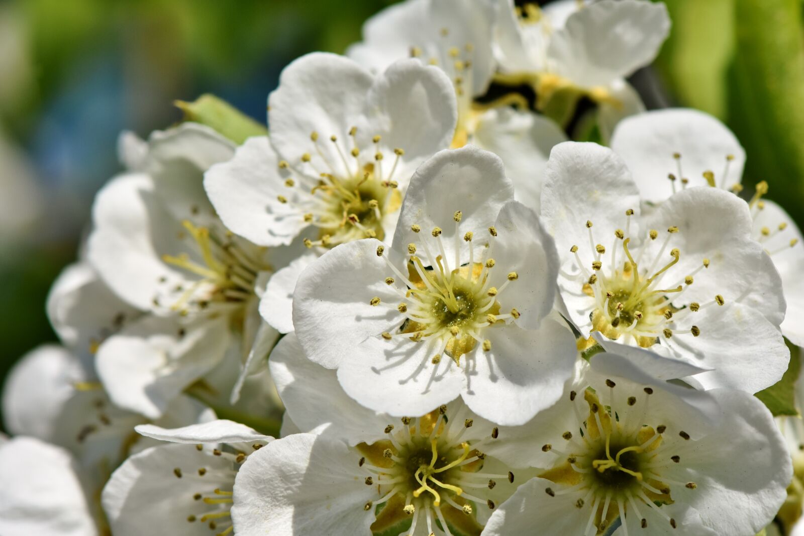 Nikon D7200 sample photo. Apple blossoms, apple tree photography