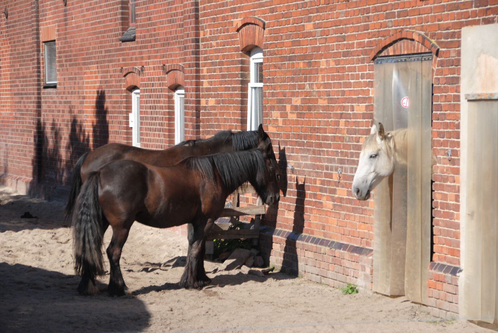 Nikon D3000 sample photo. Animal, horse, horse head photography