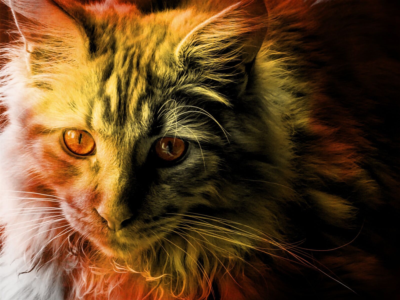 Panasonic DMC-TZ61 sample photo. Cat, maine coon, animal photography