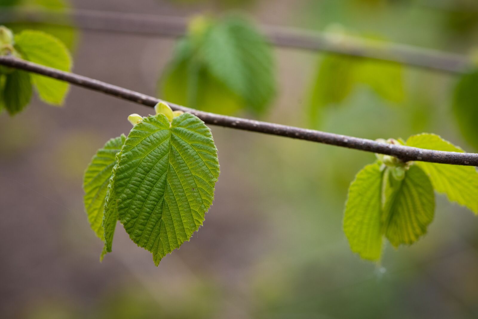 Nikon D750 sample photo. Leaves, green, branch photography