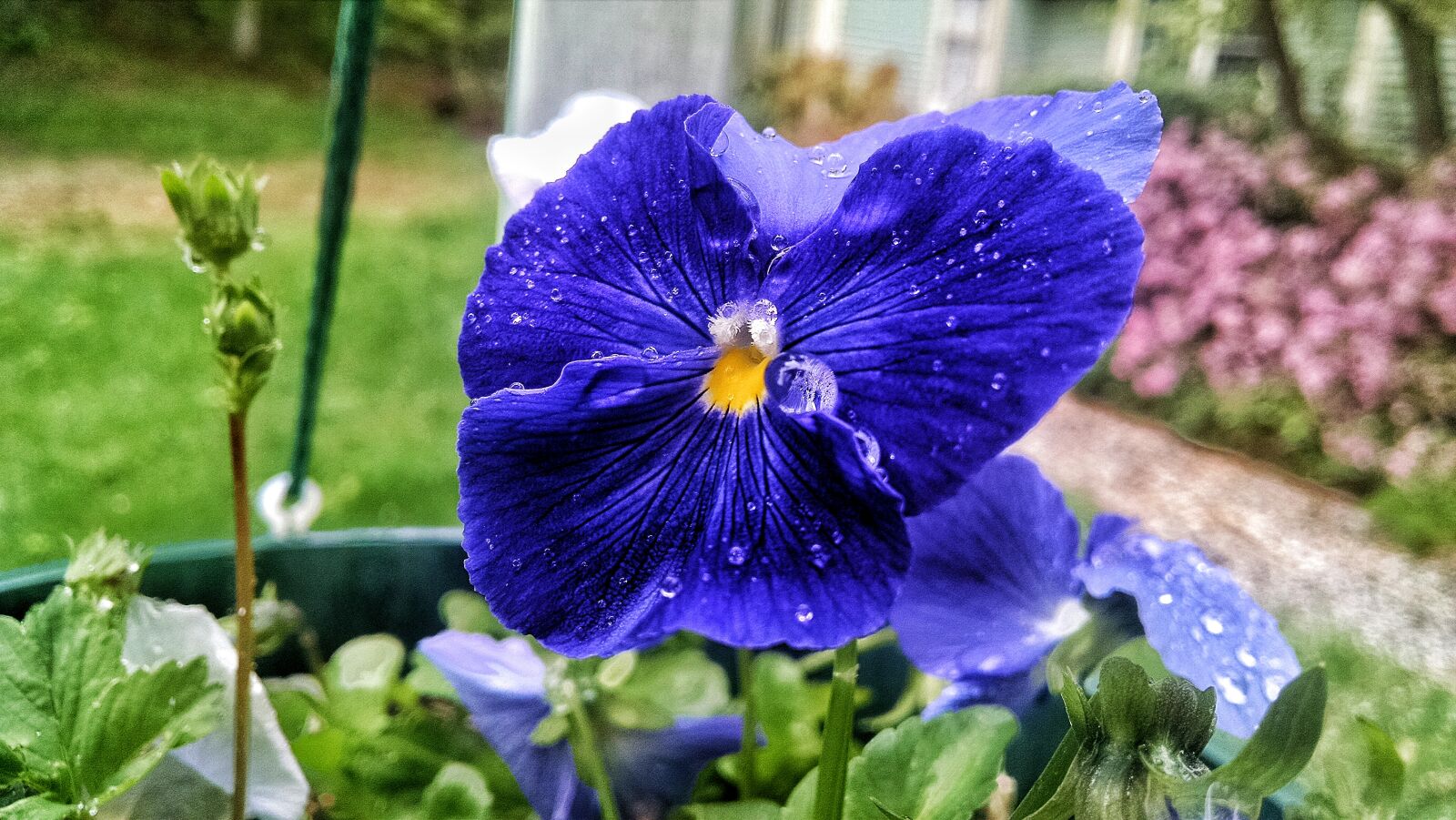 Motorola Moto X (1st Gen) sample photo. Blue, drops, flower, pansy photography